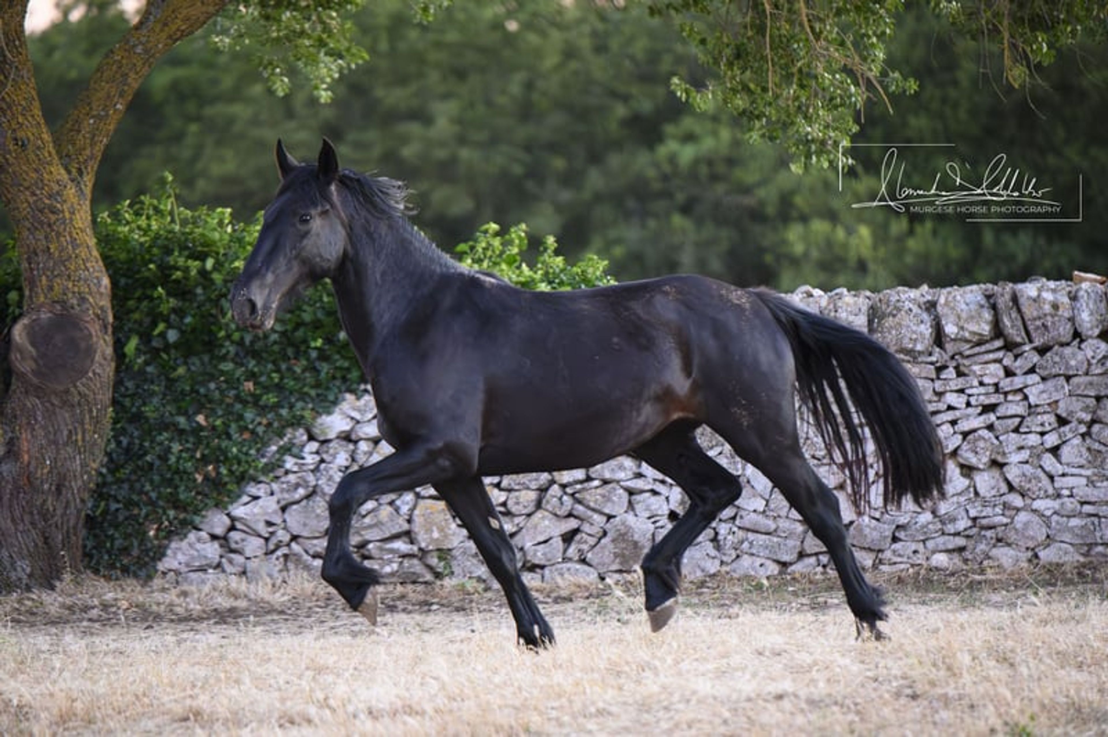 Very typical and elastic Murgese filly, ideal for dressage. - Image 2