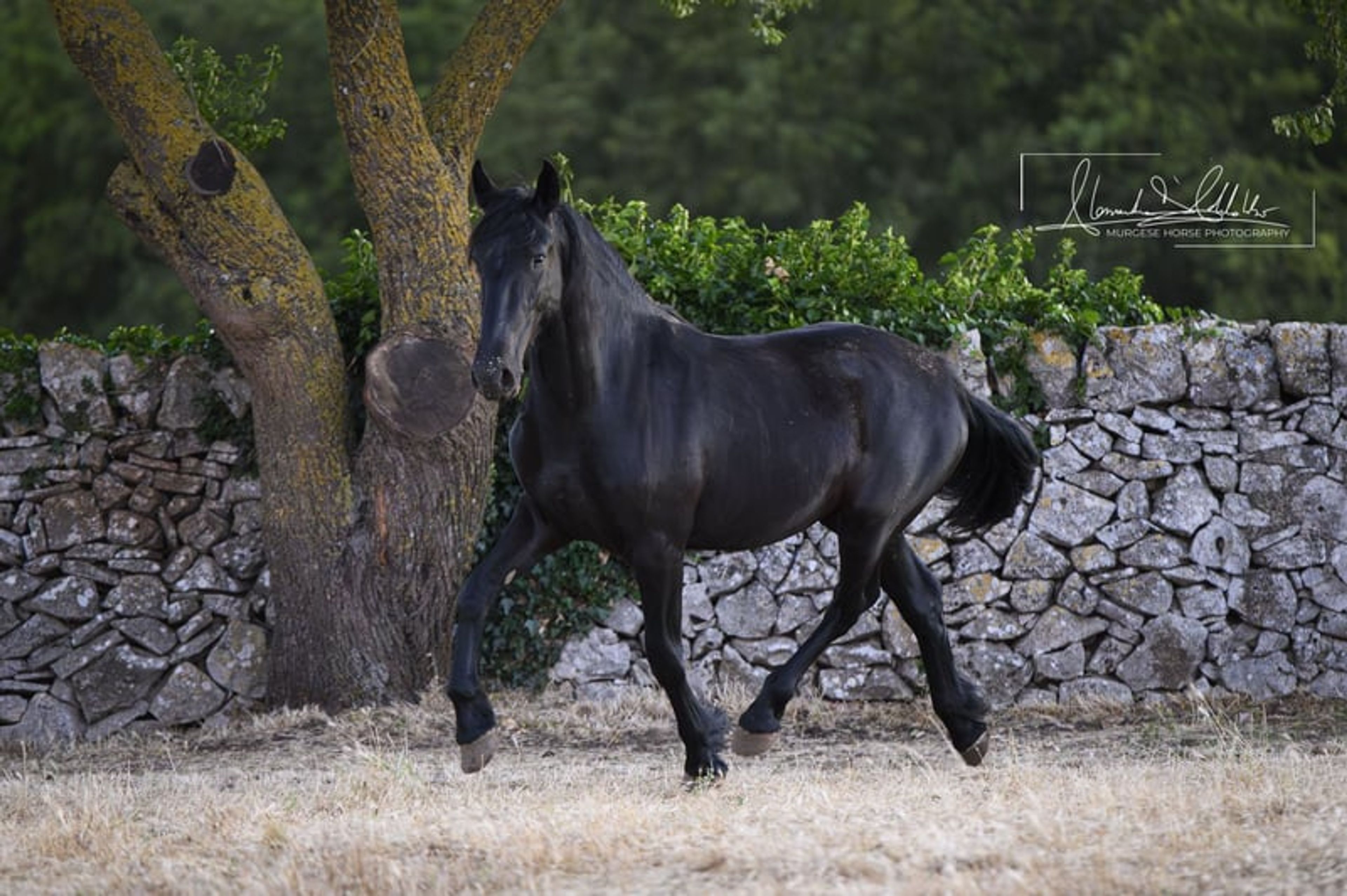 Very typical and elastic Murgese filly, ideal for dressage. - Image 3