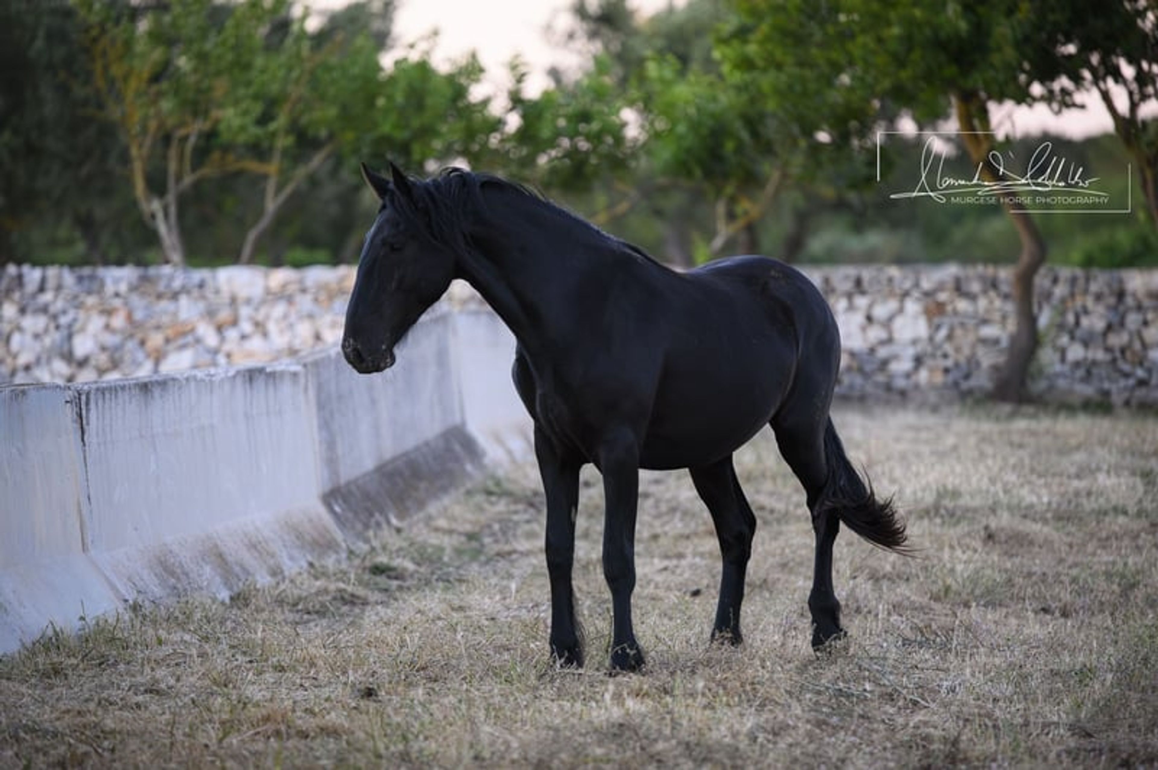 Very typical and elastic Murgese filly, ideal for dressage. - Image 4