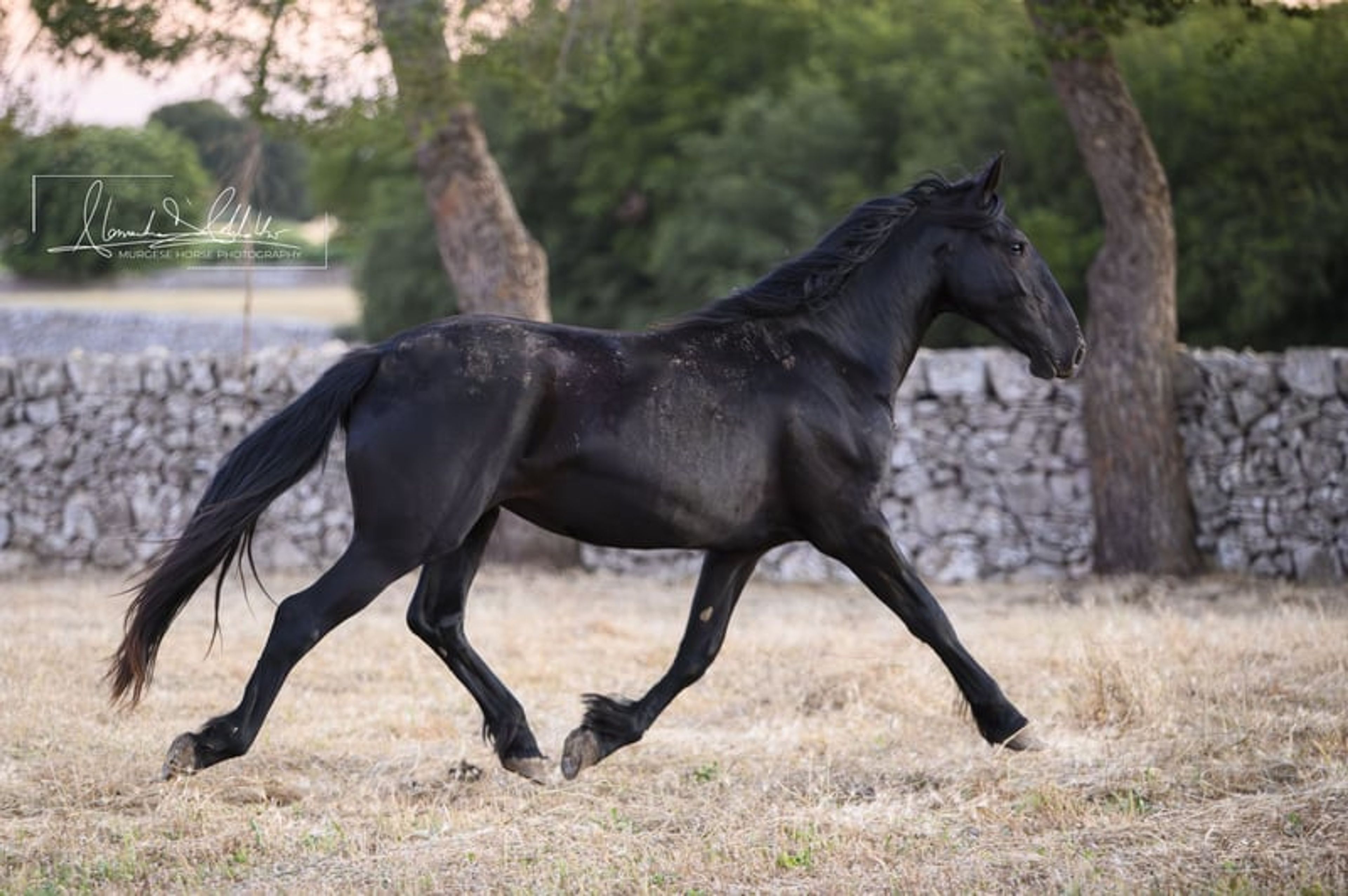 Very typical and elastic Murgese filly, ideal for dressage. - Image 5