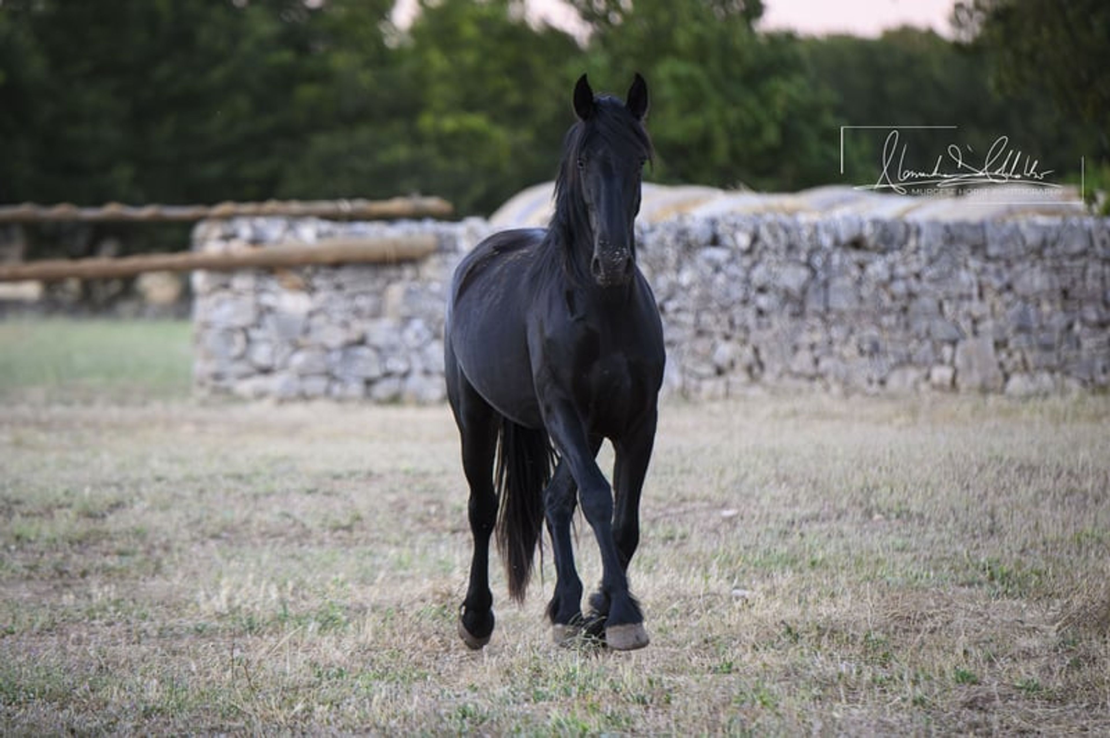 Very typical and elastic Murgese filly, ideal for dressage. - Image 6