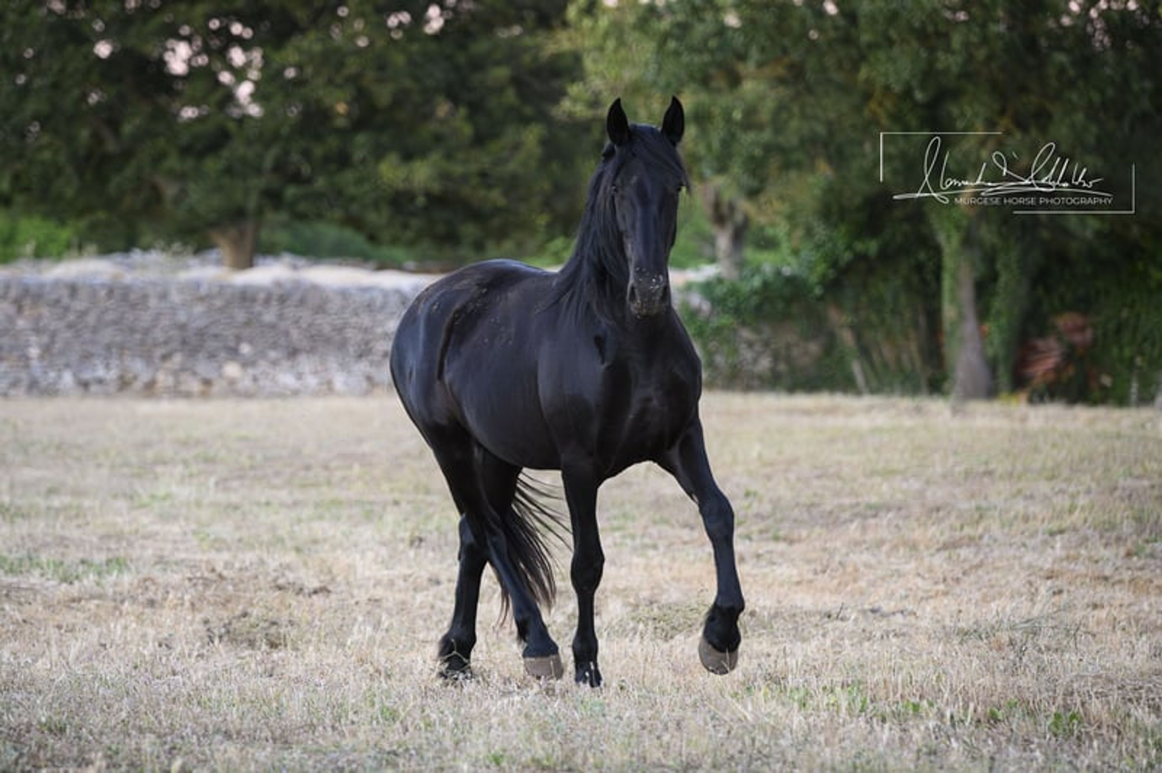 Very typical and elastic Murgese filly, ideal for dressage. - Image 7