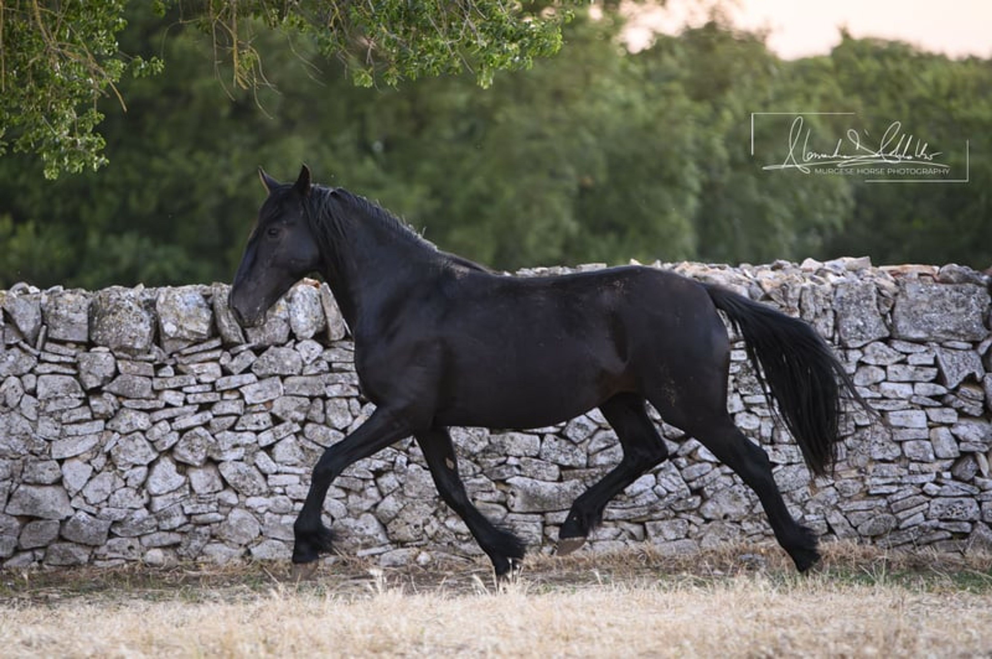 Very typical and elastic Murgese filly, ideal for dressage. - Image 8