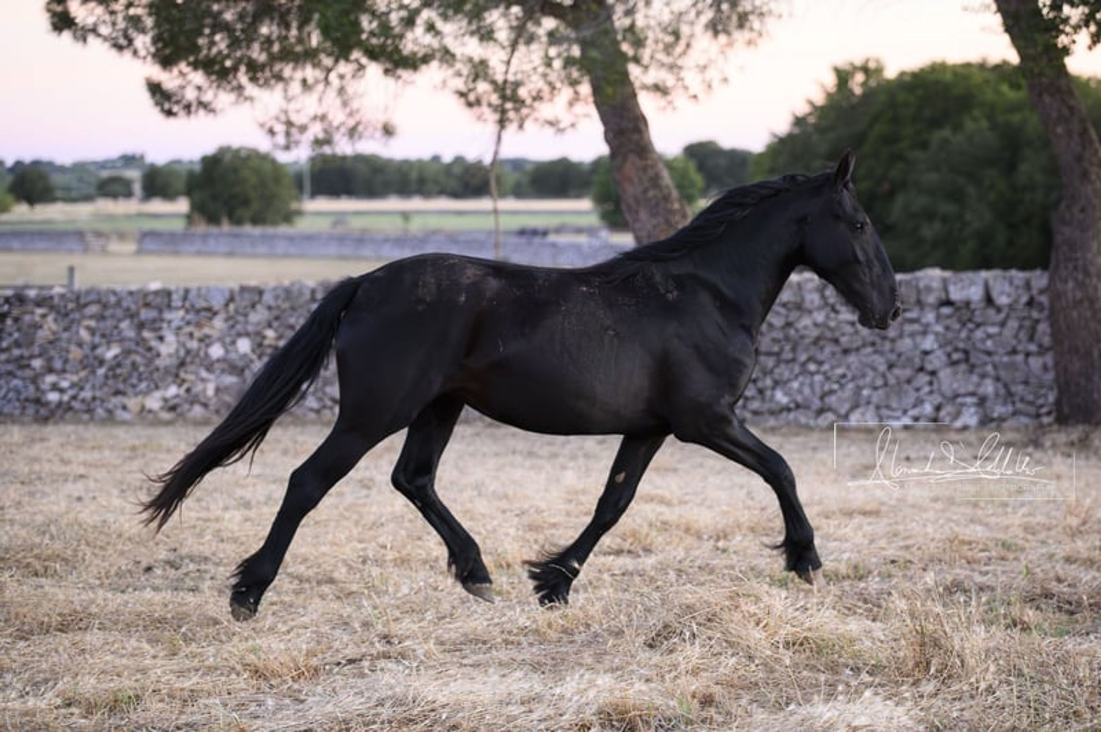Very typical and elastic Murgese filly, ideal for dressage. - Image 9