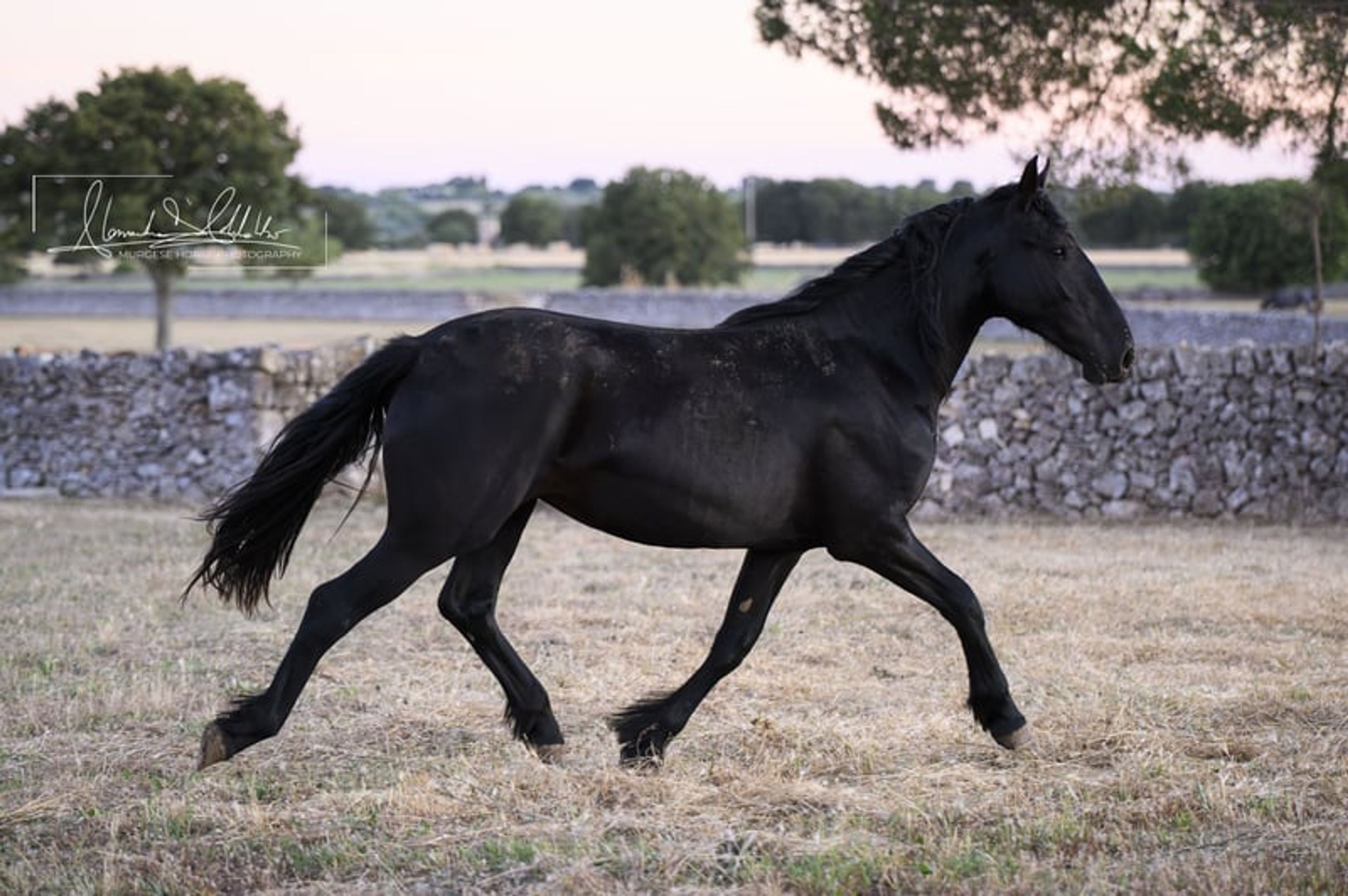 Very typical and elastic Murgese filly, ideal for dressage. - Image 10