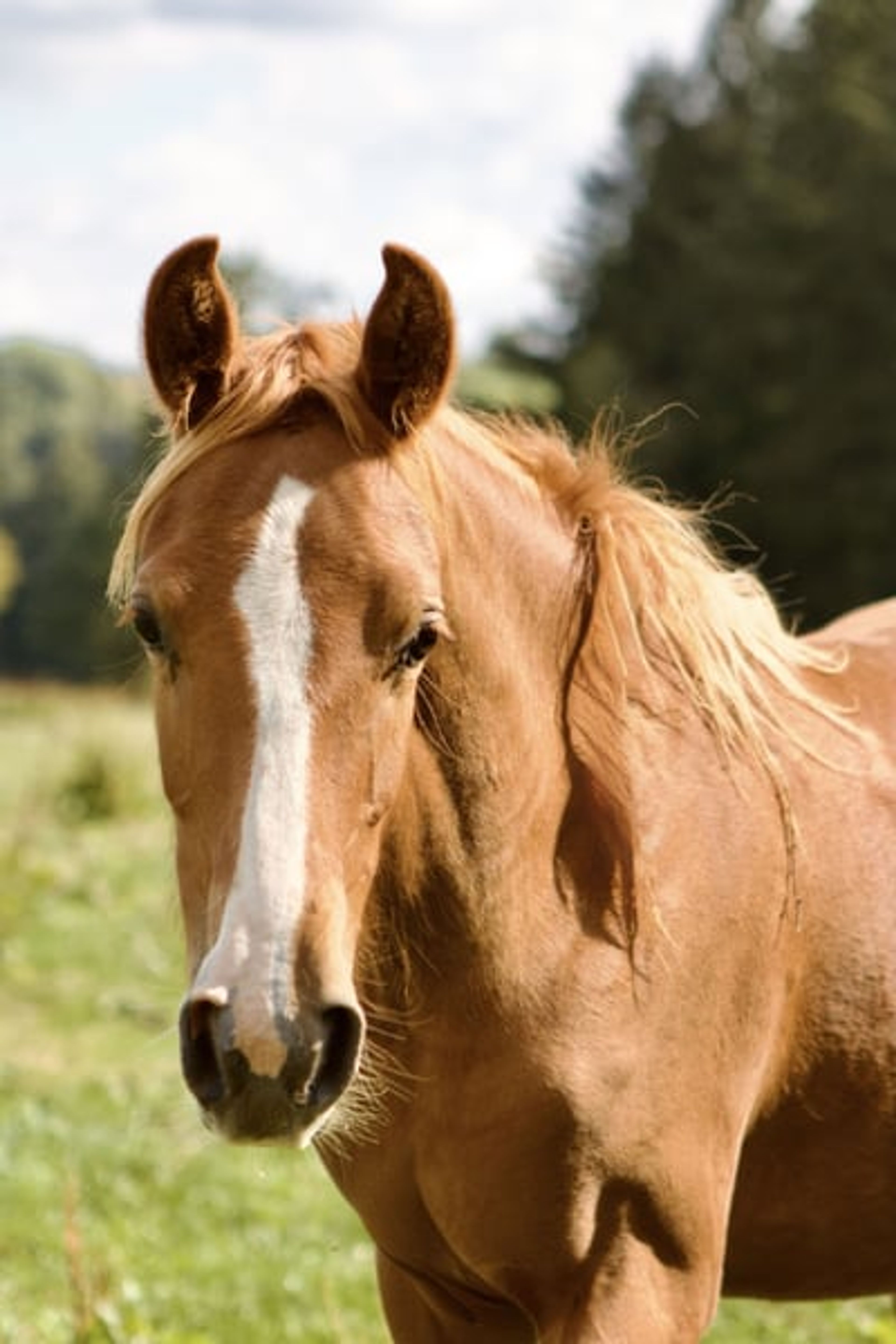 1.5-year-old mare by Noble Dance, offered at a great price due to a reduction!