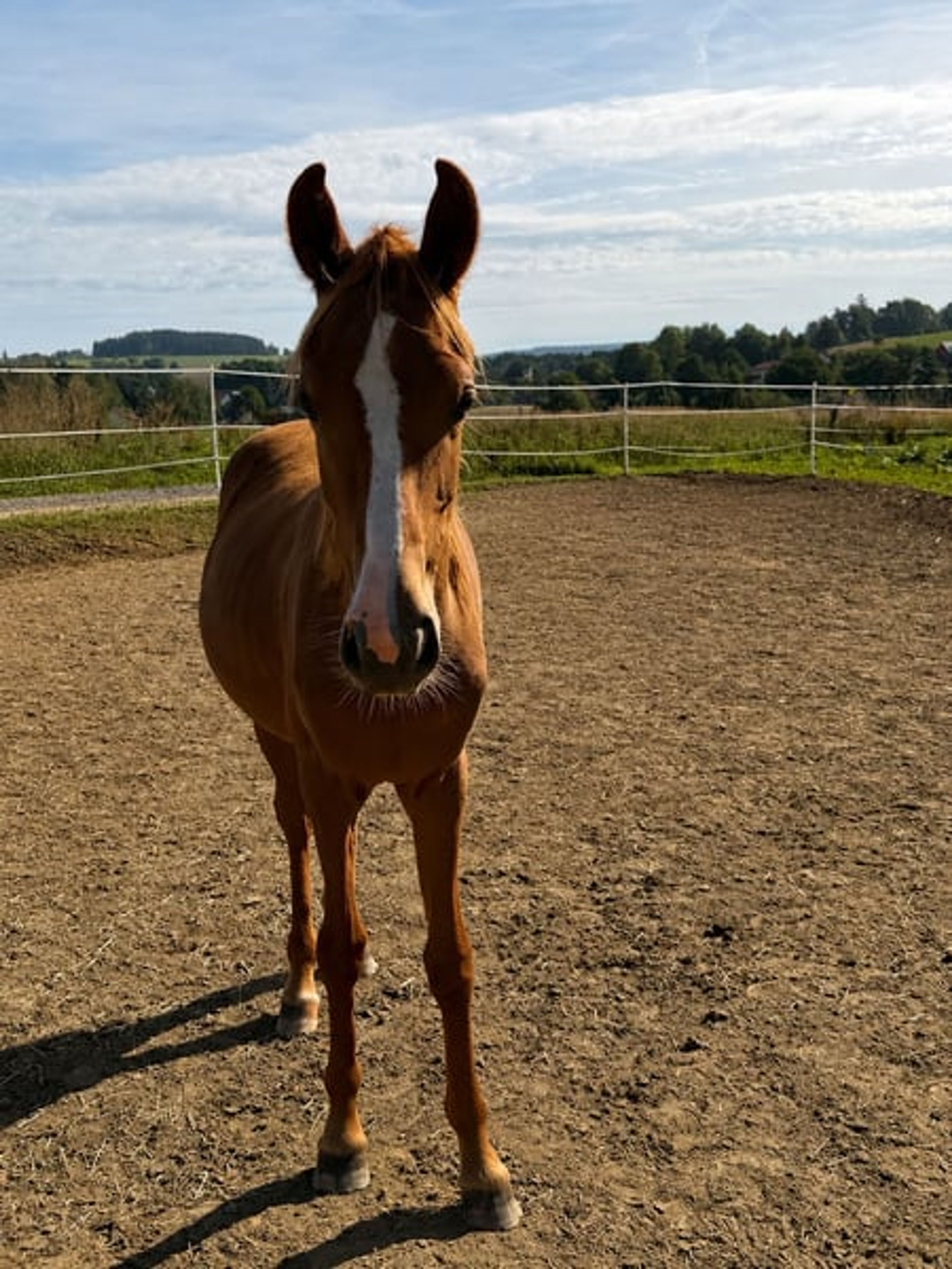 1.5-year-old mare by Noble Dance, offered at a great price due to a reduction! - Image 3