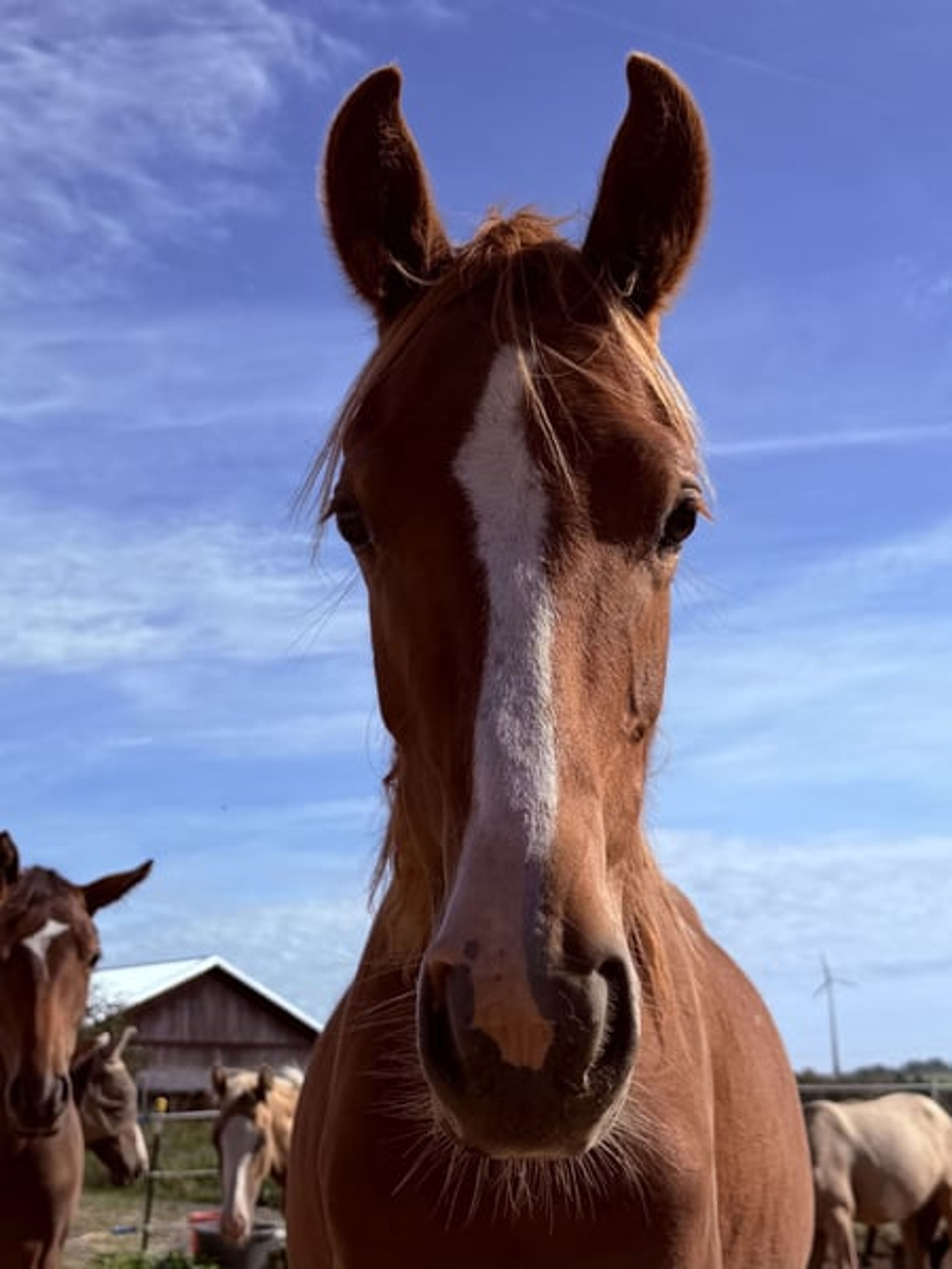 1.5-year-old mare by Noble Dance, offered at a great price due to a reduction! - Image 4