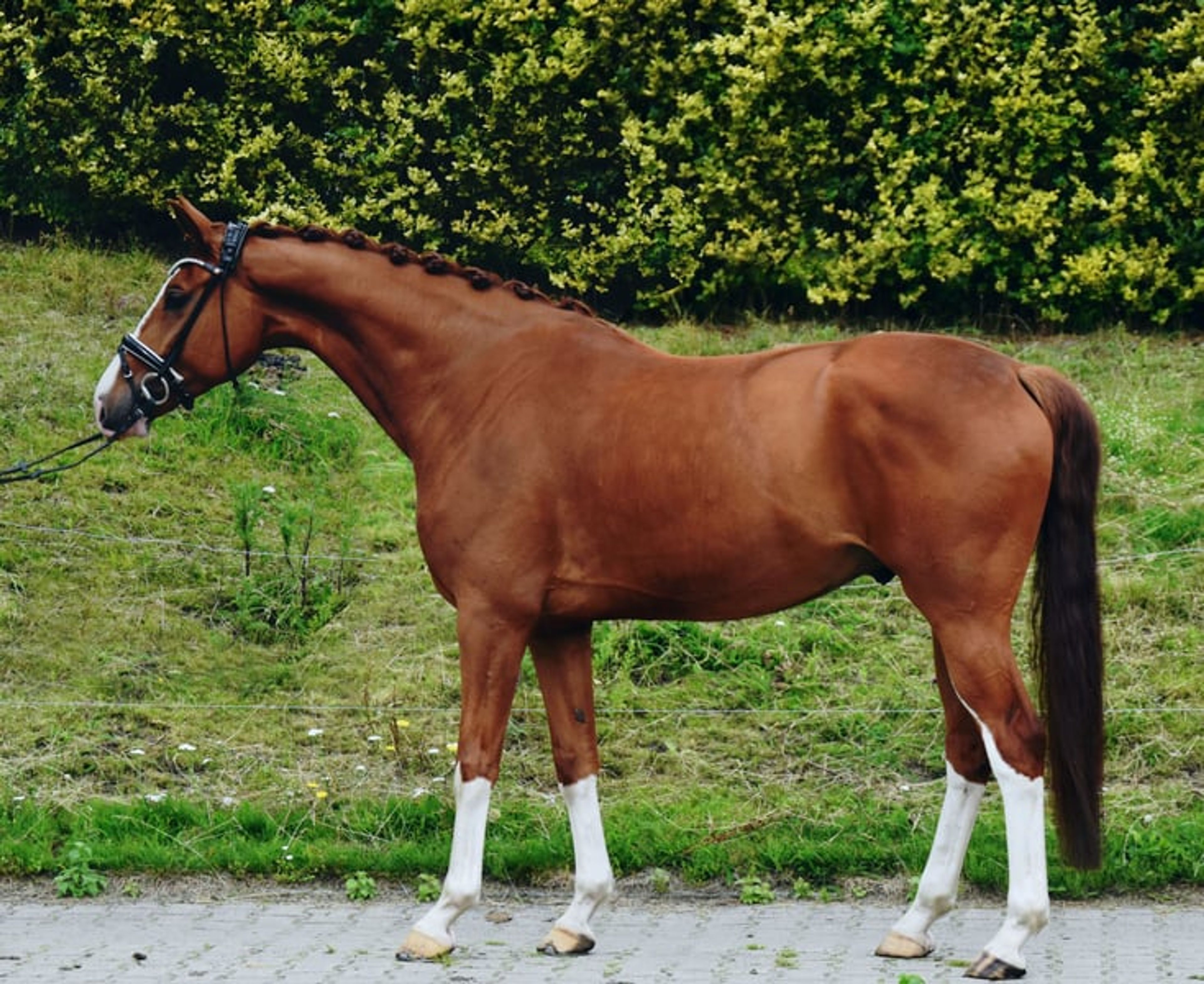 Dreamy and handsome gelding with an exceptional temperament