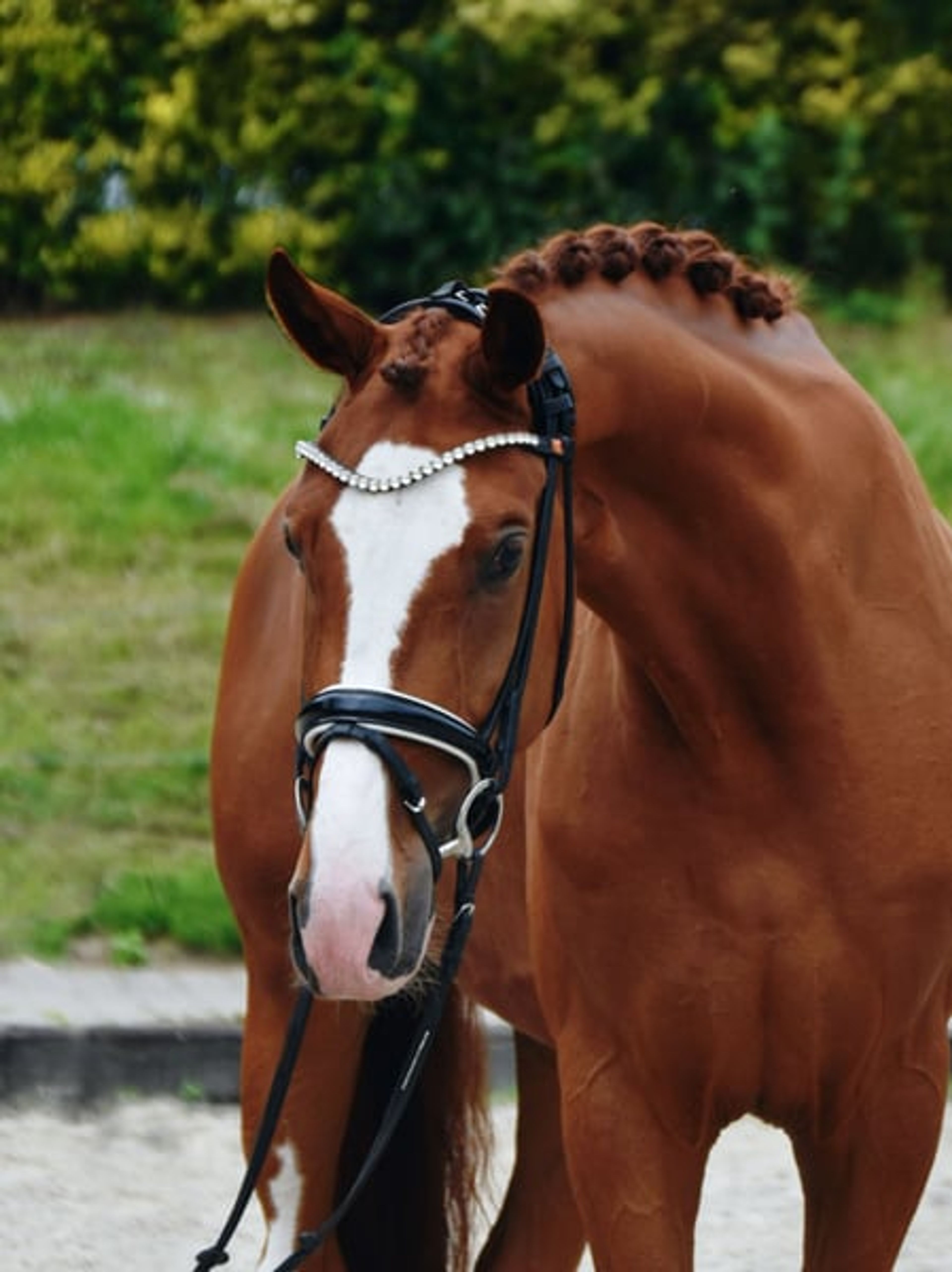 Dreamy and handsome gelding with an exceptional temperament - Image 2