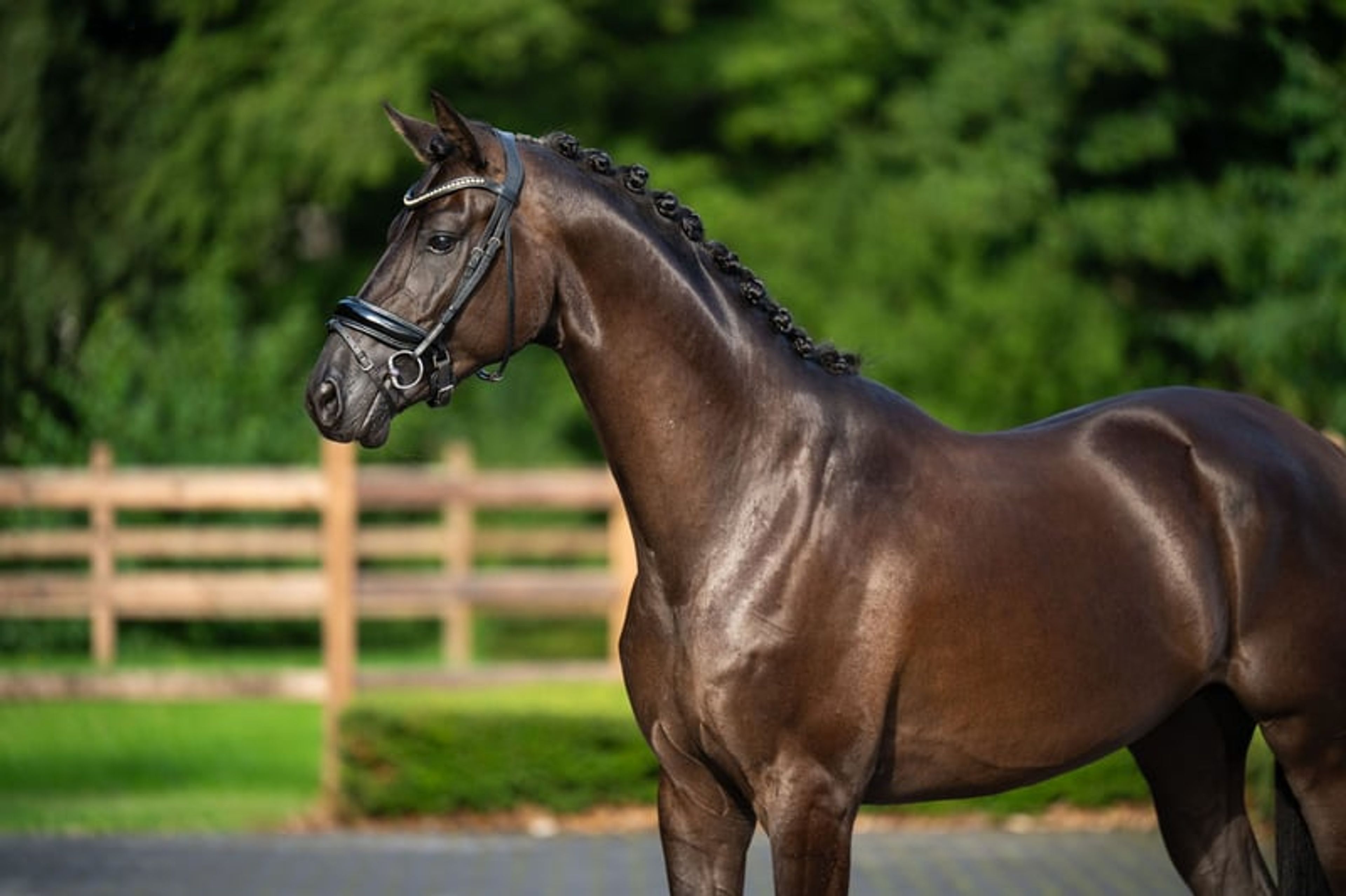 Black Pearl for Sale! - Image 2