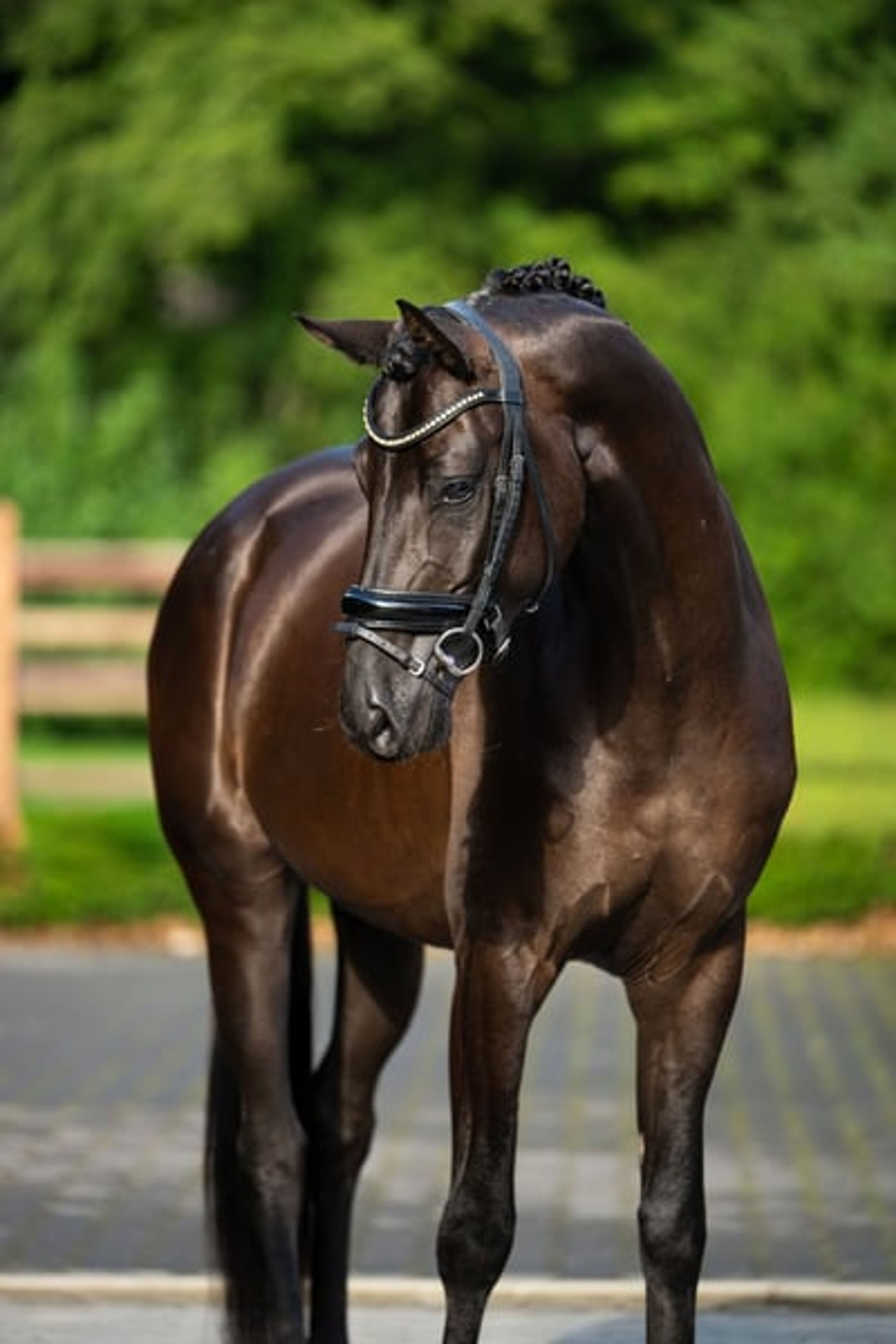Black Pearl for Sale! - Image 3