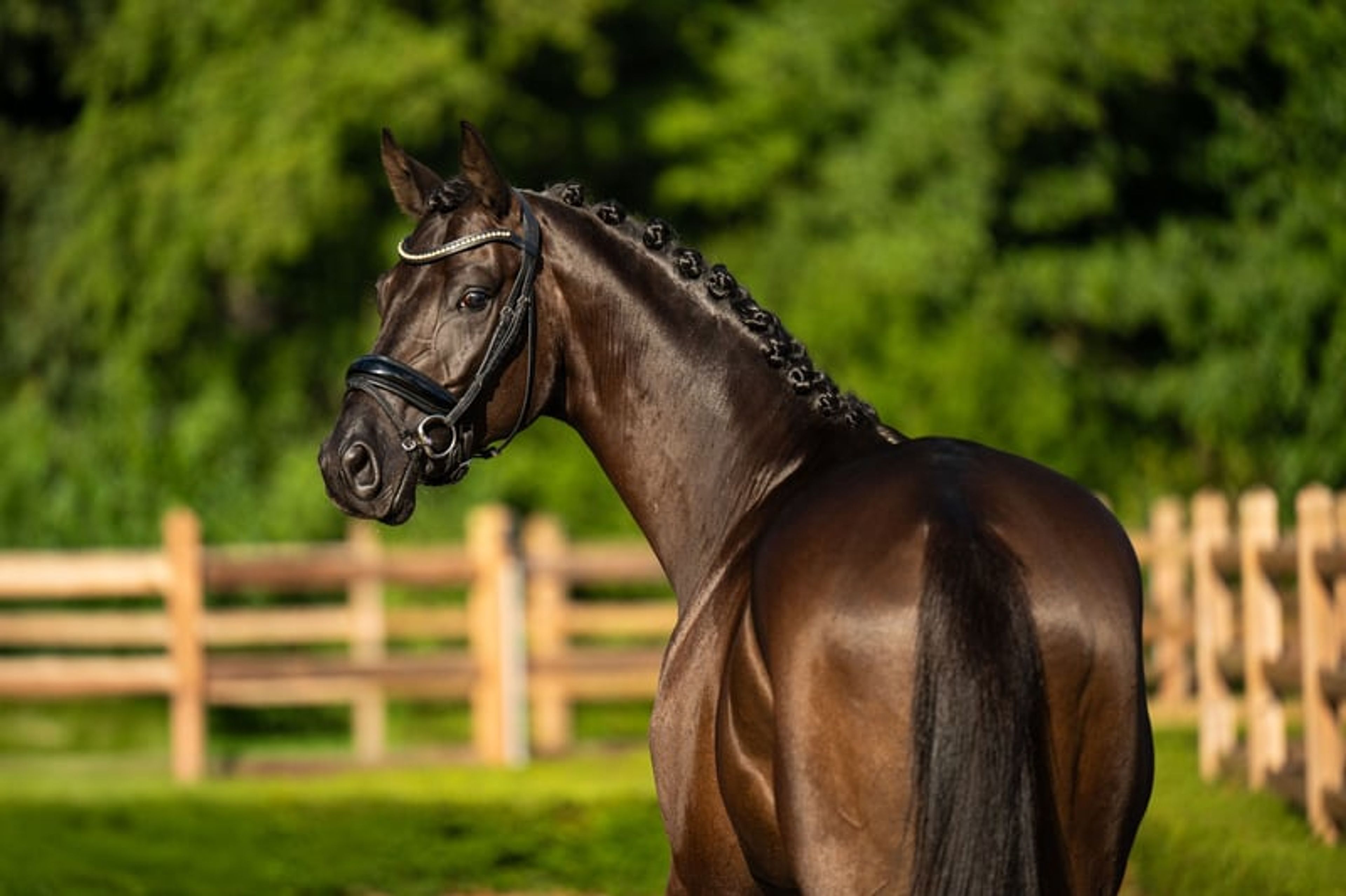 Black Pearl for Sale! - Image 4