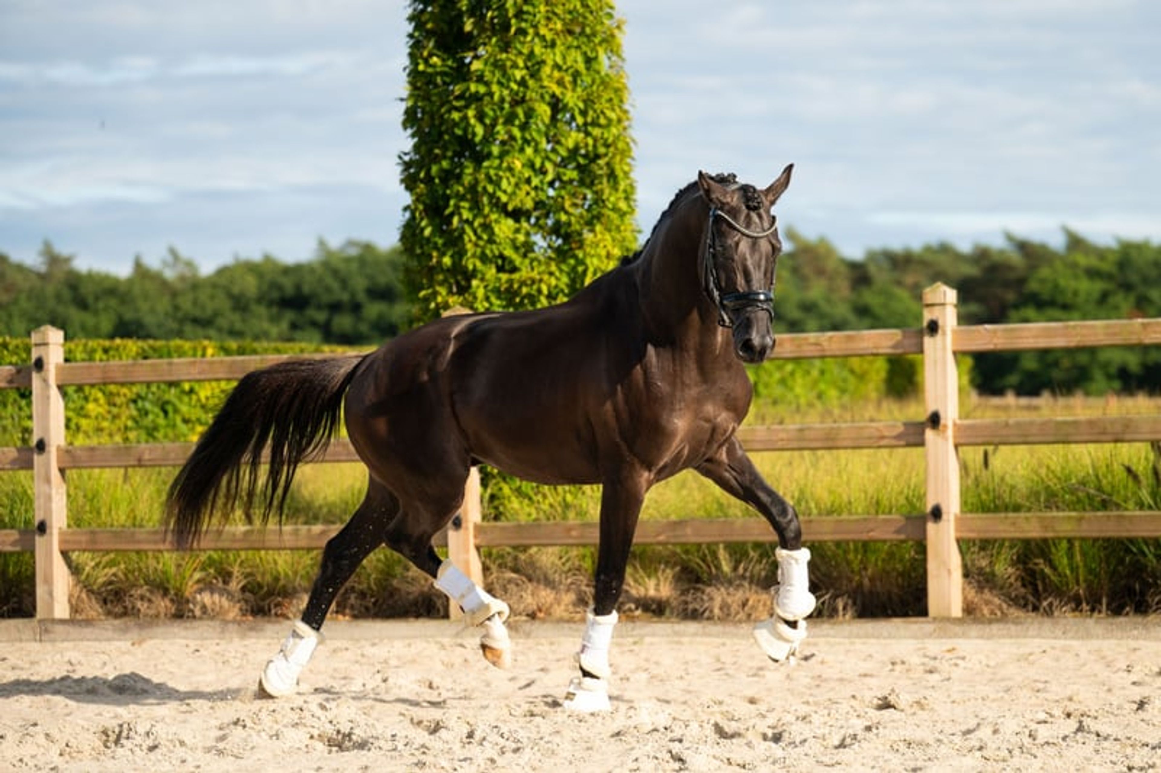 Black Pearl for Sale! - Image 6