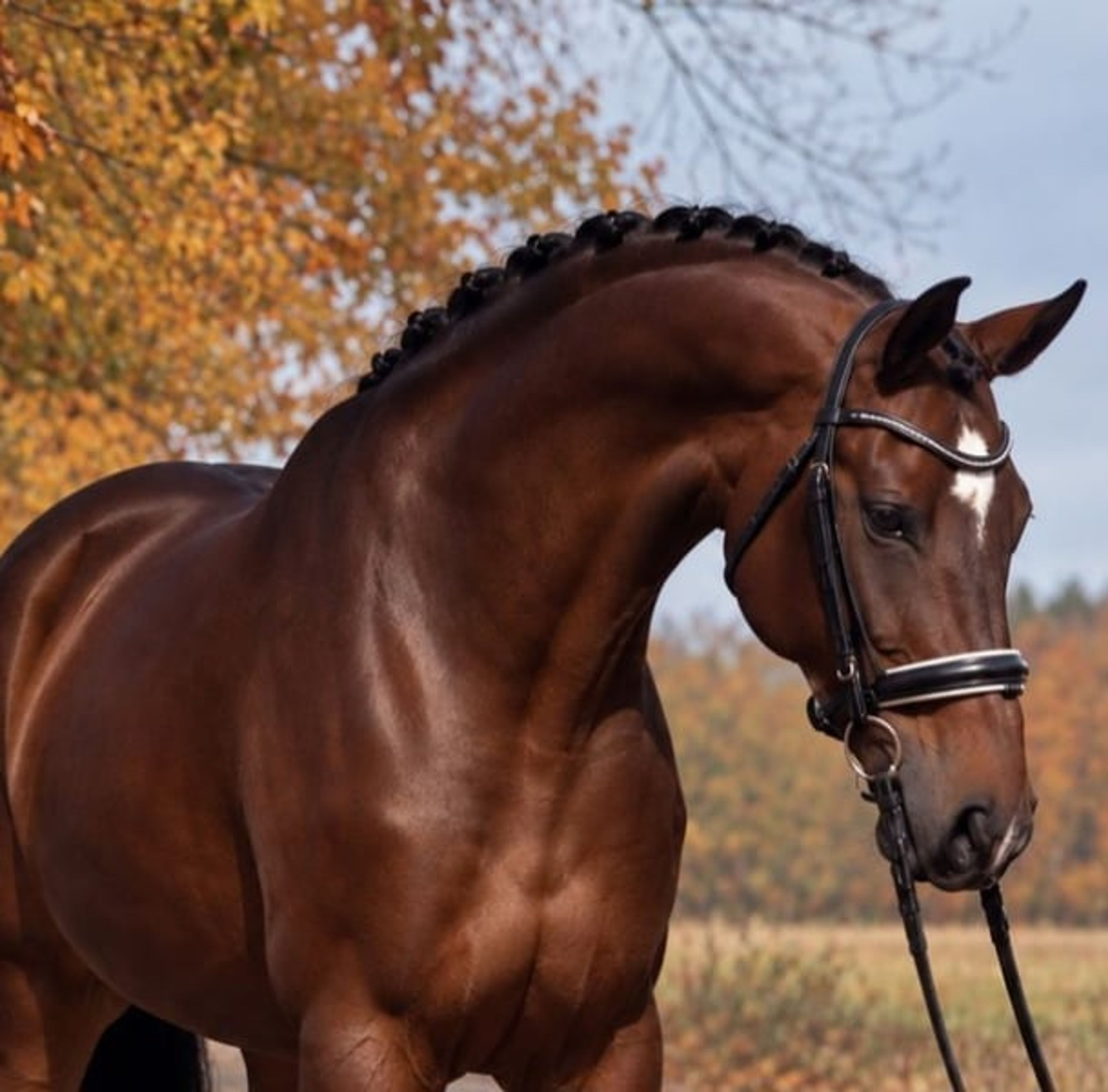 CIPPENDALE BARON – HERVORRAGENDE APACHE-LINIE | KWPN WALLACH