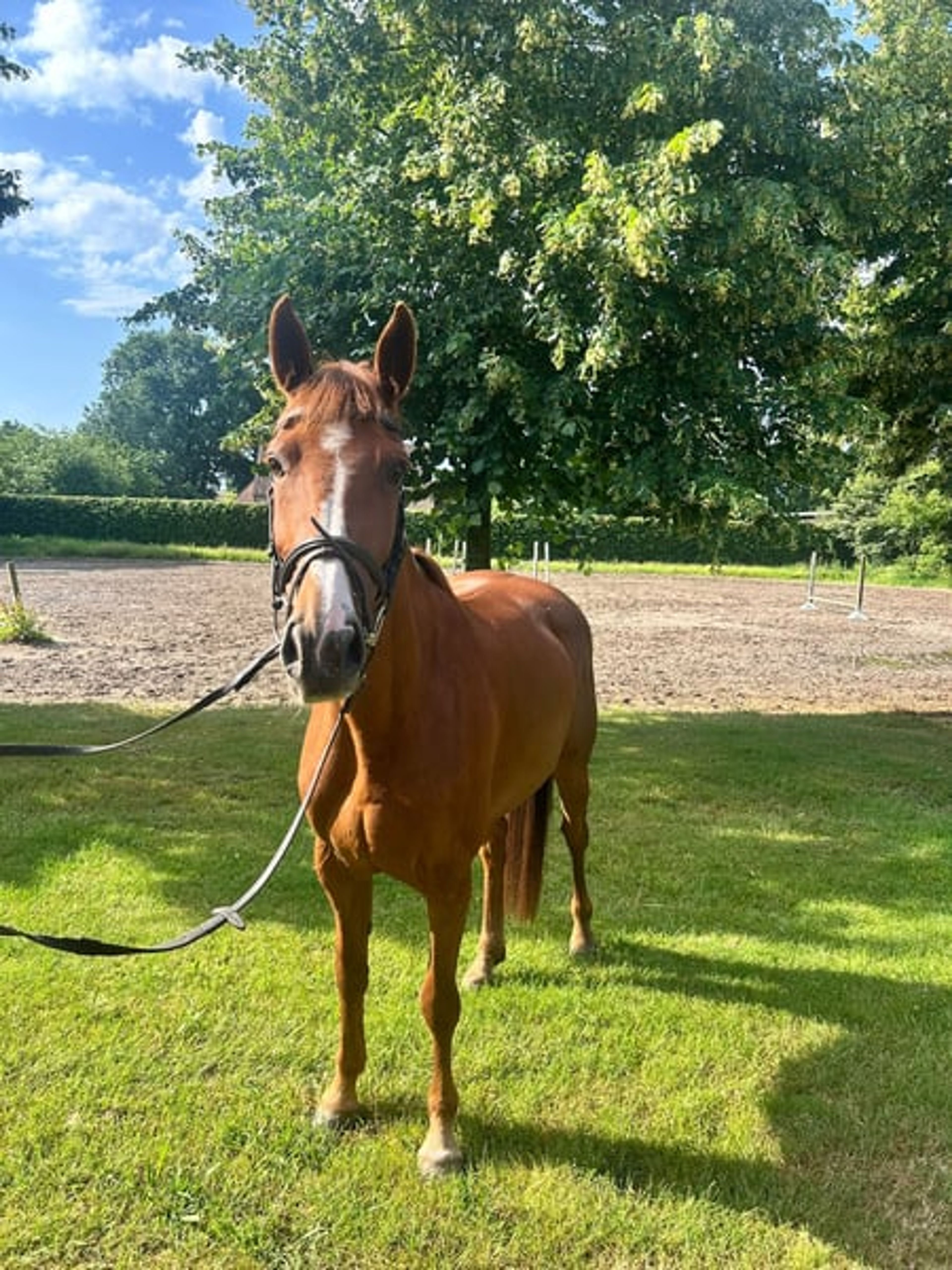 6 yo mare amature horse inaico vdl x darco