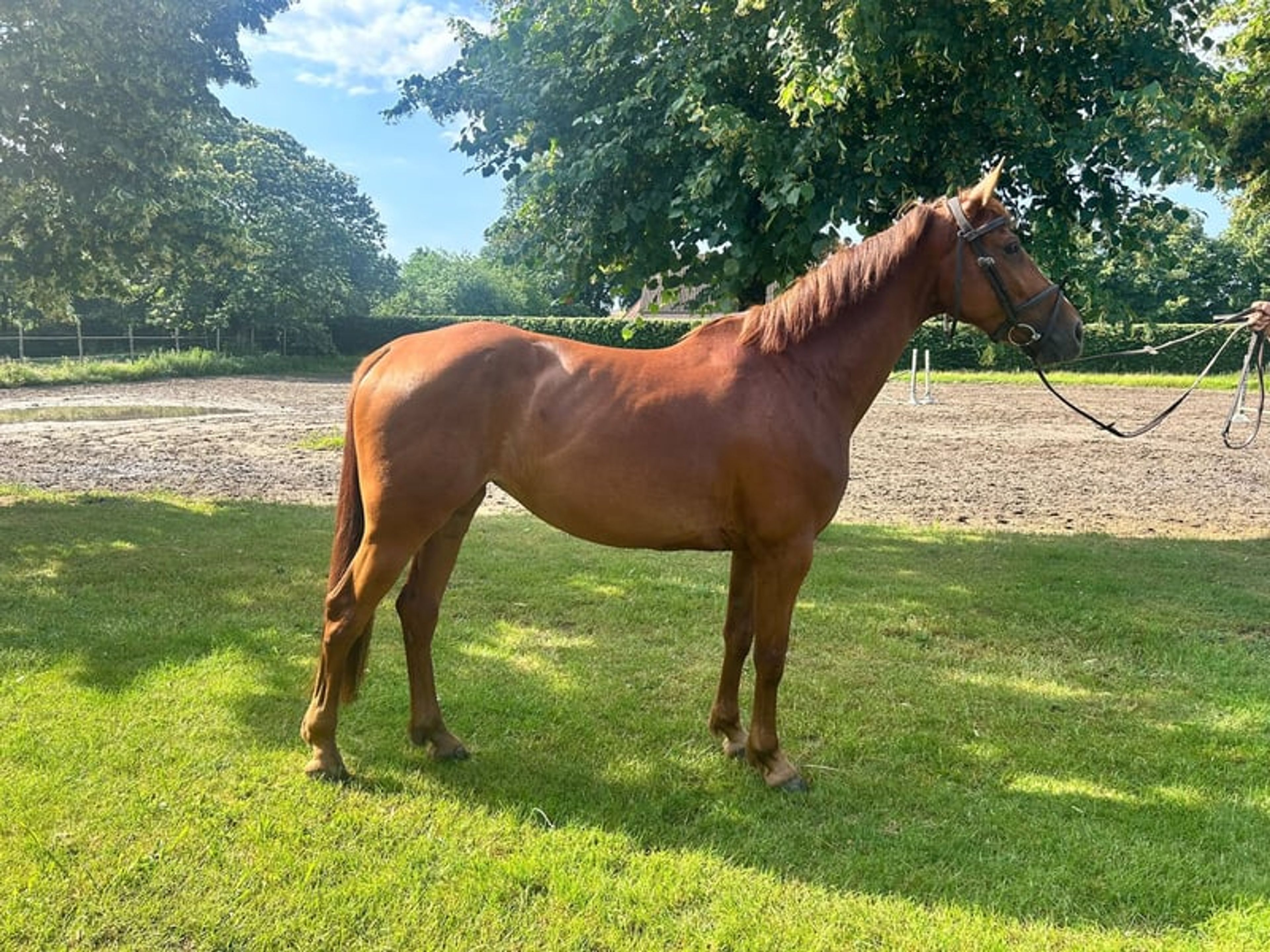 6 yo mare amature horse inaico vdl x darco - Image 2