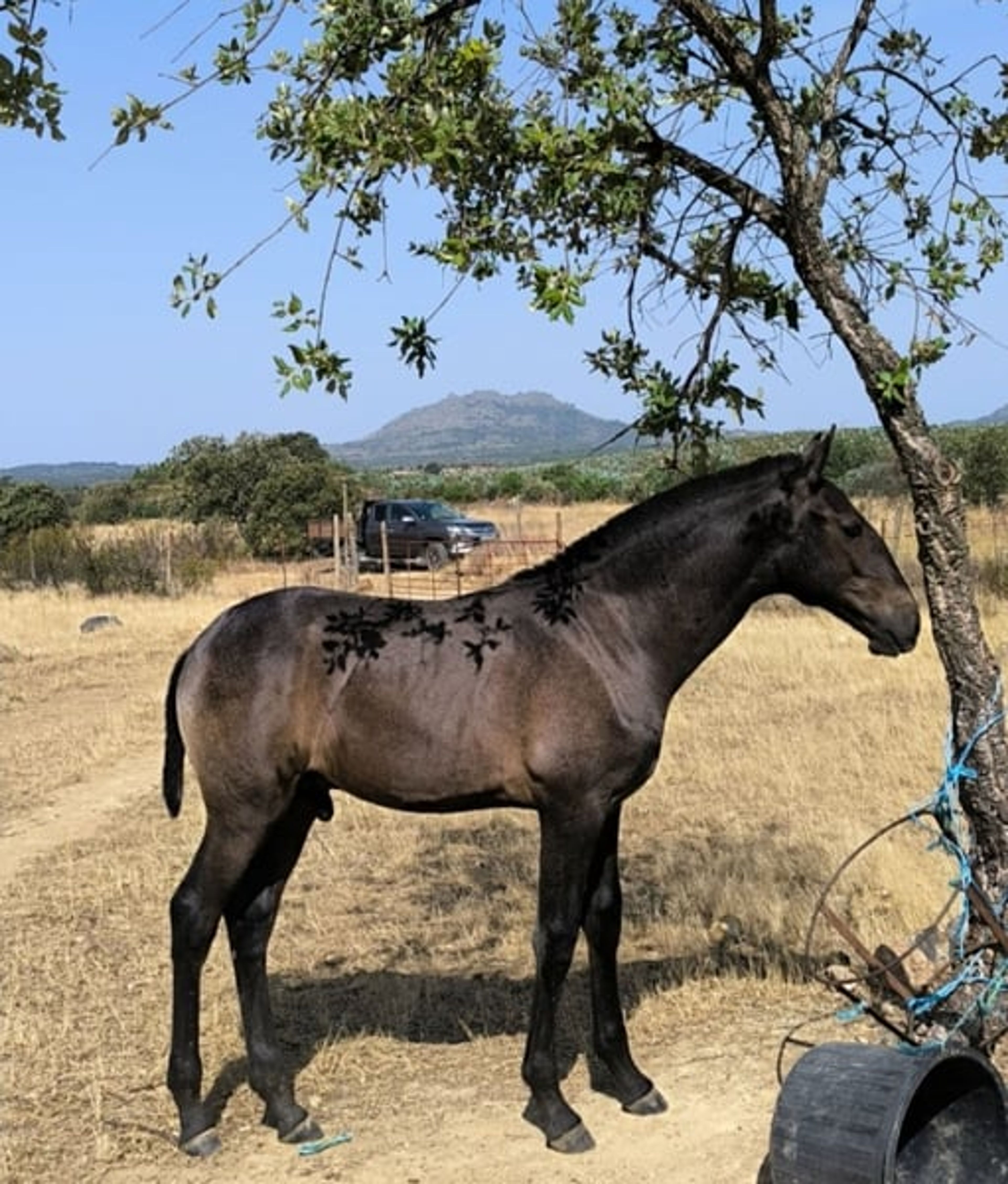 Jasmin with foal – incredibly impressive movement and great size.