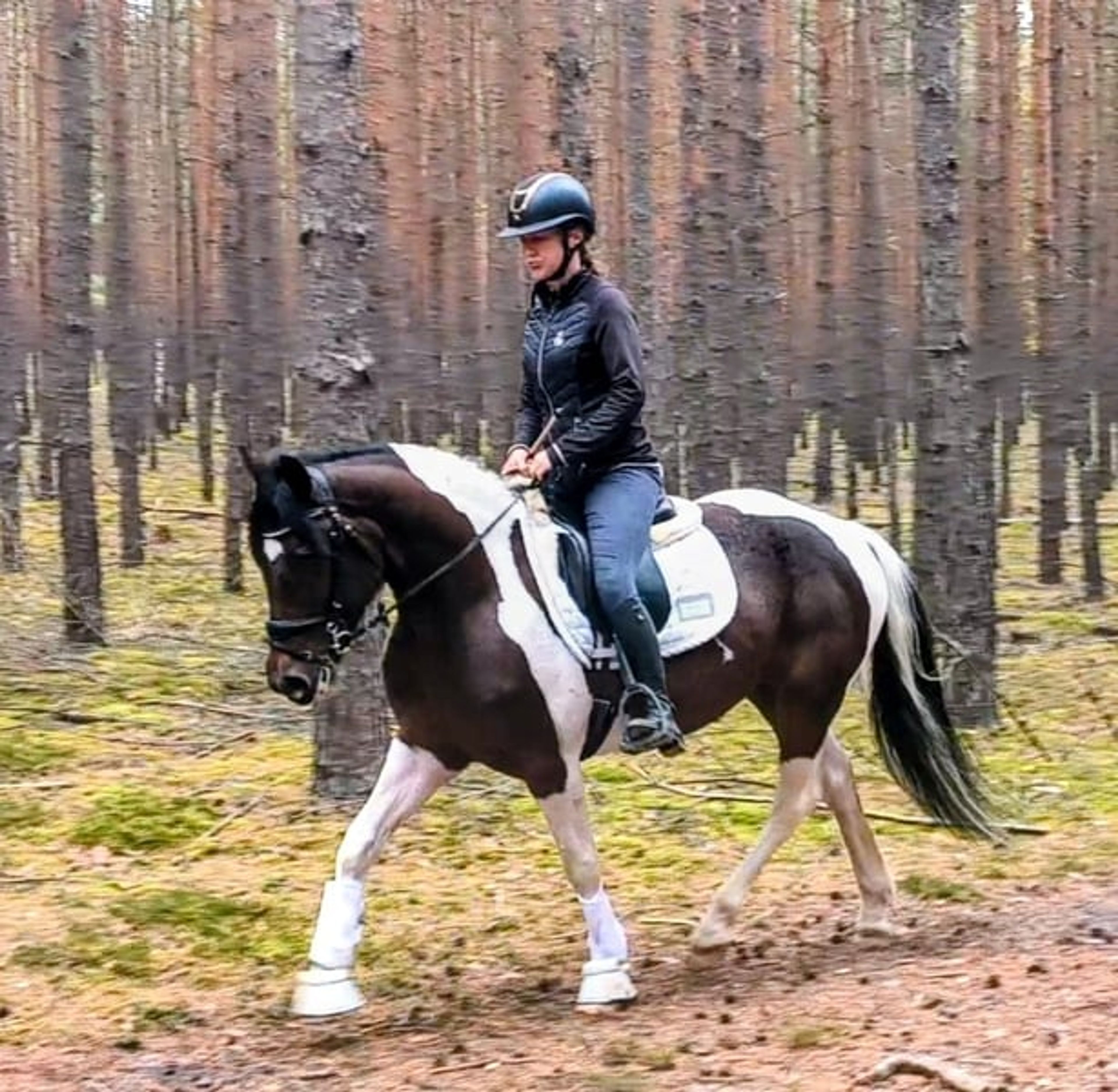 Beautiful gelding, pony-sized with an excellent temperament