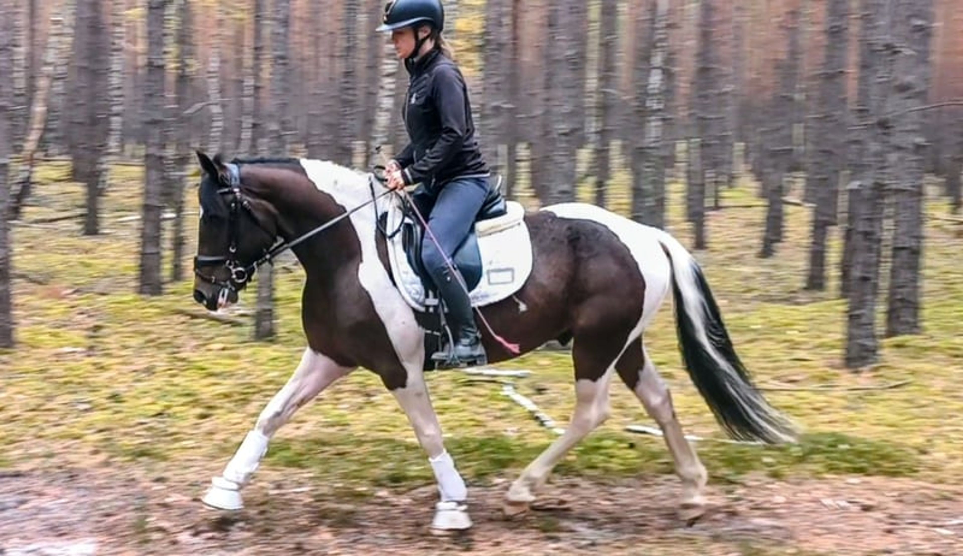 Beautiful gelding, pony-sized with an excellent temperament - Image 2