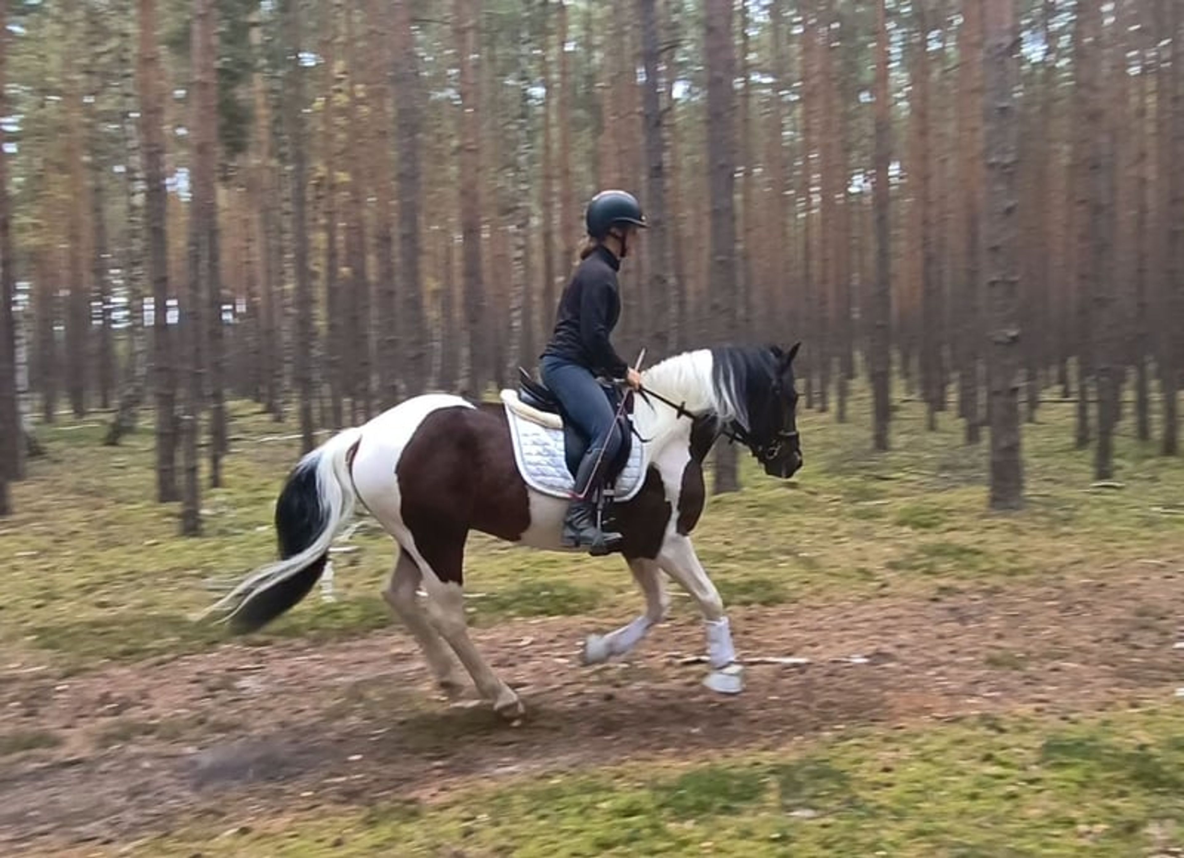 Beautiful gelding, pony-sized with an excellent temperament - Image 3
