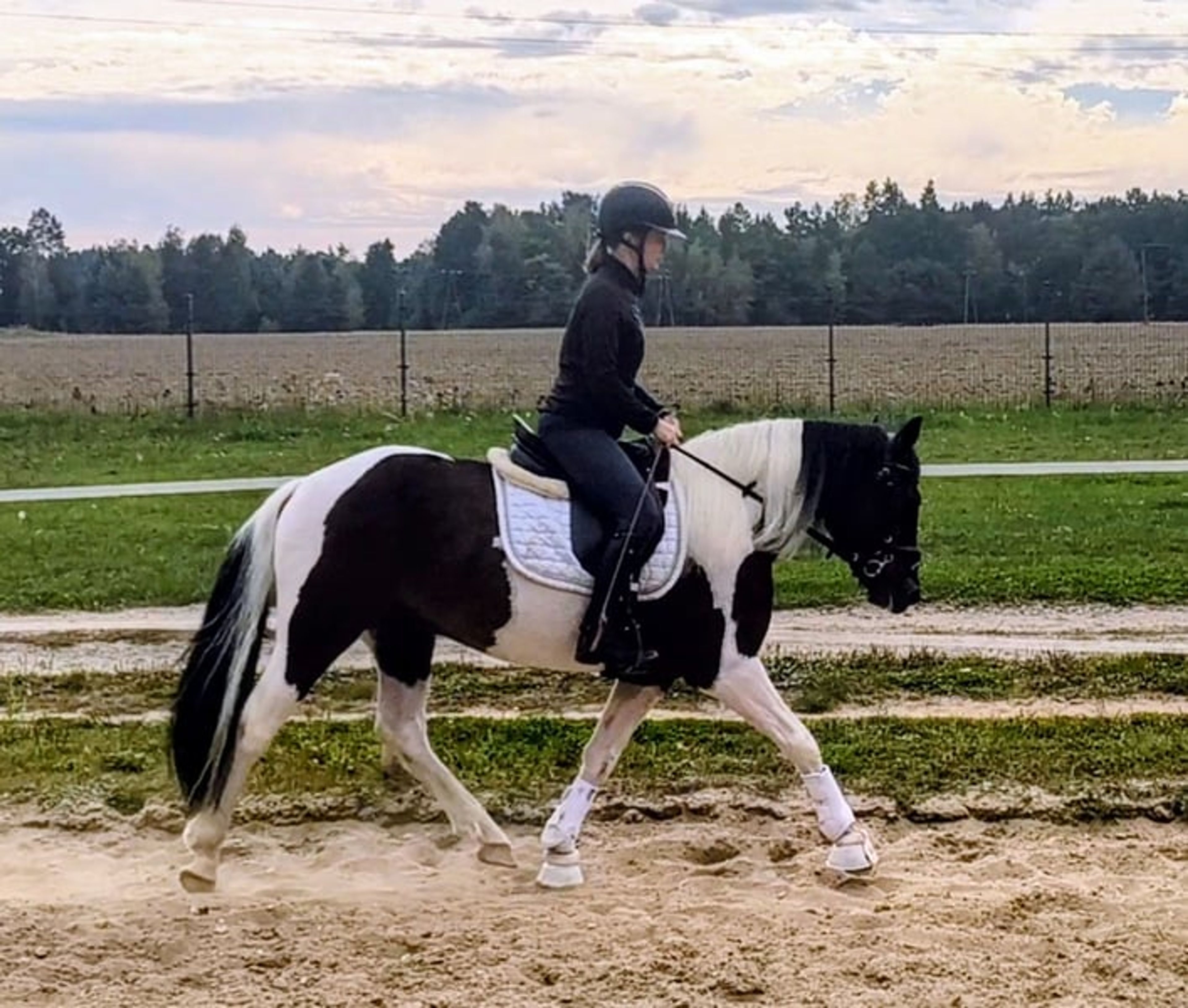 Beautiful gelding, pony-sized with an excellent temperament - Image 4