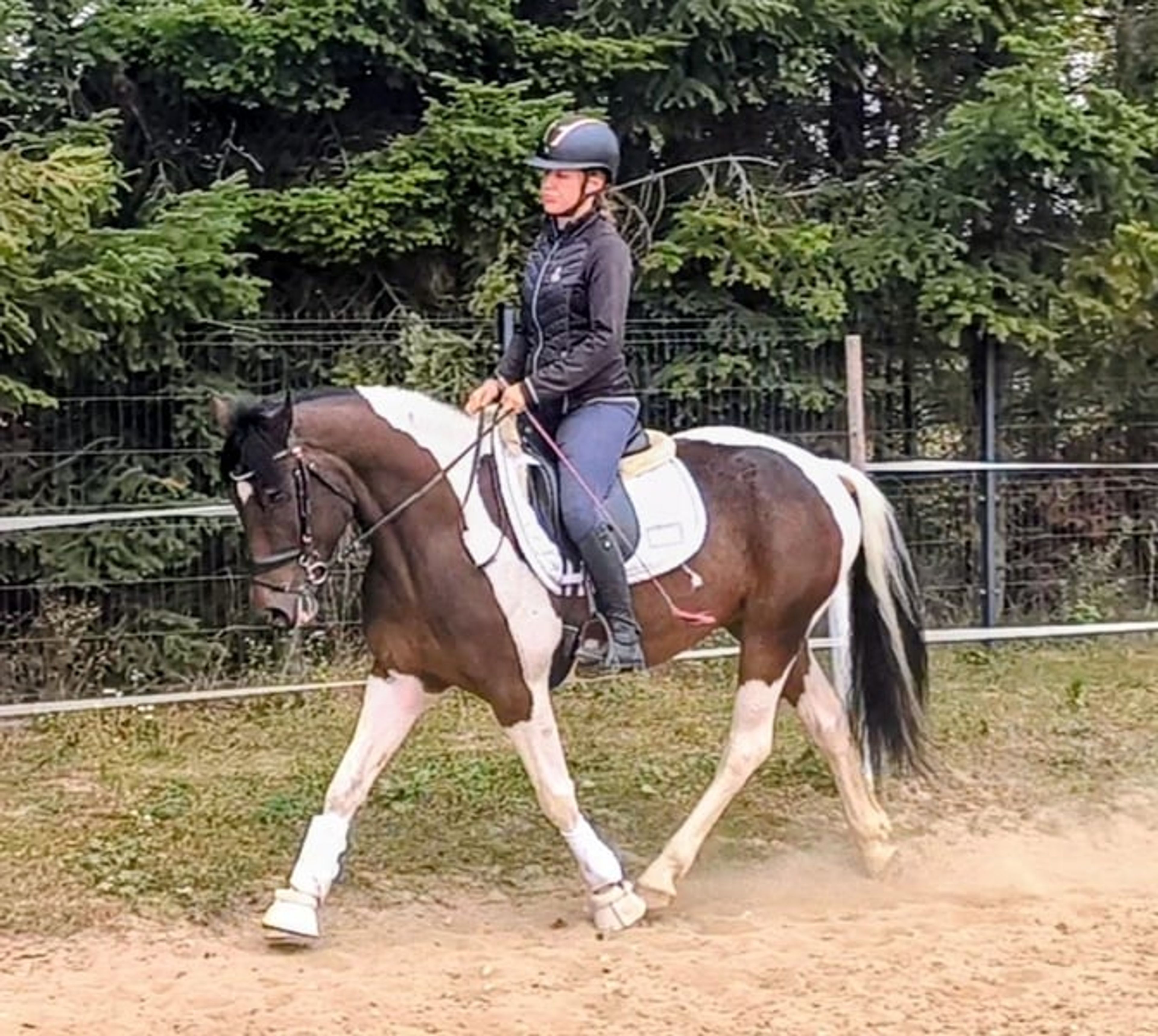 Beautiful gelding, pony-sized with an excellent temperament - Image 5