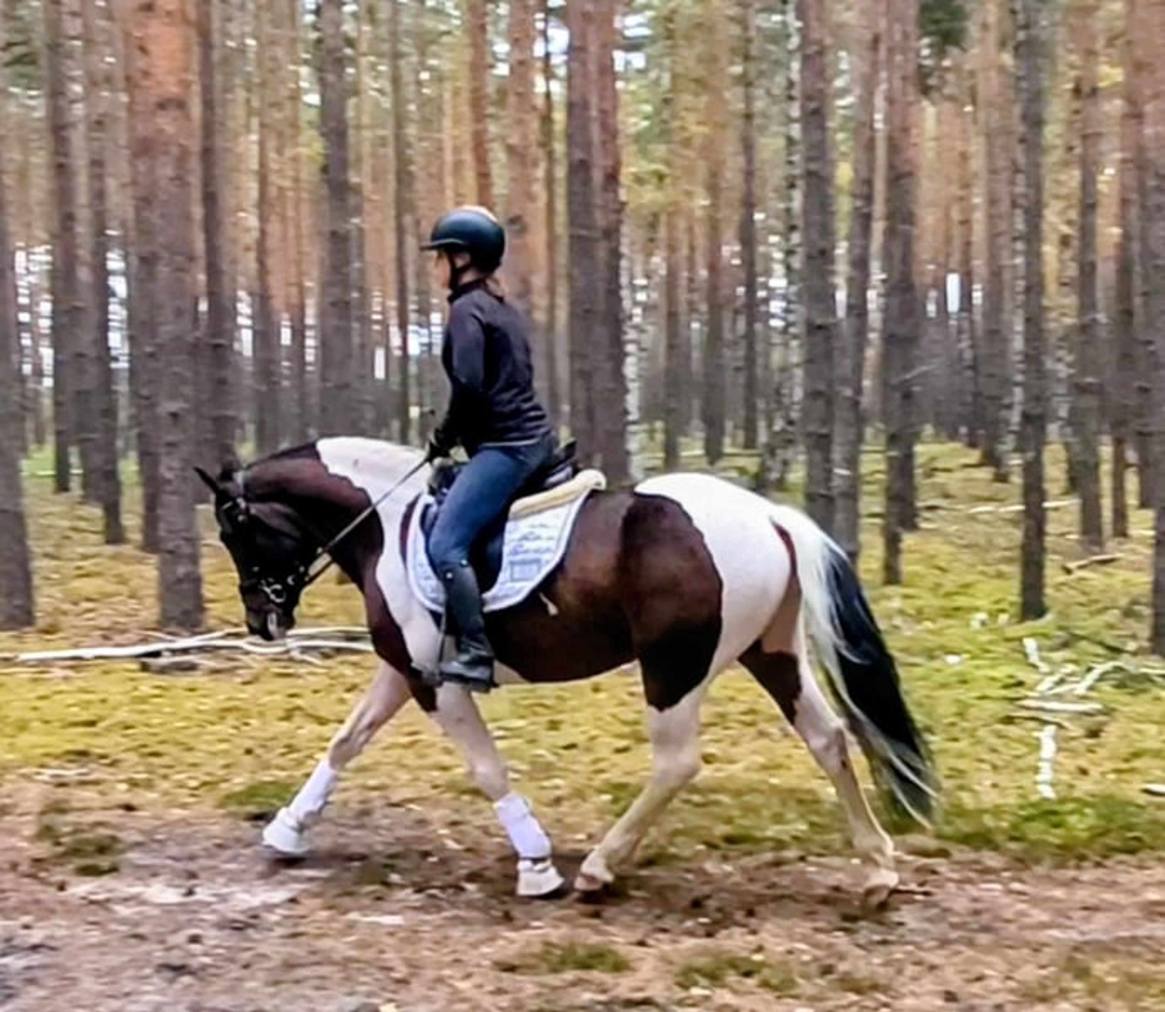 Beautiful gelding, pony-sized with an excellent temperament - Image 6