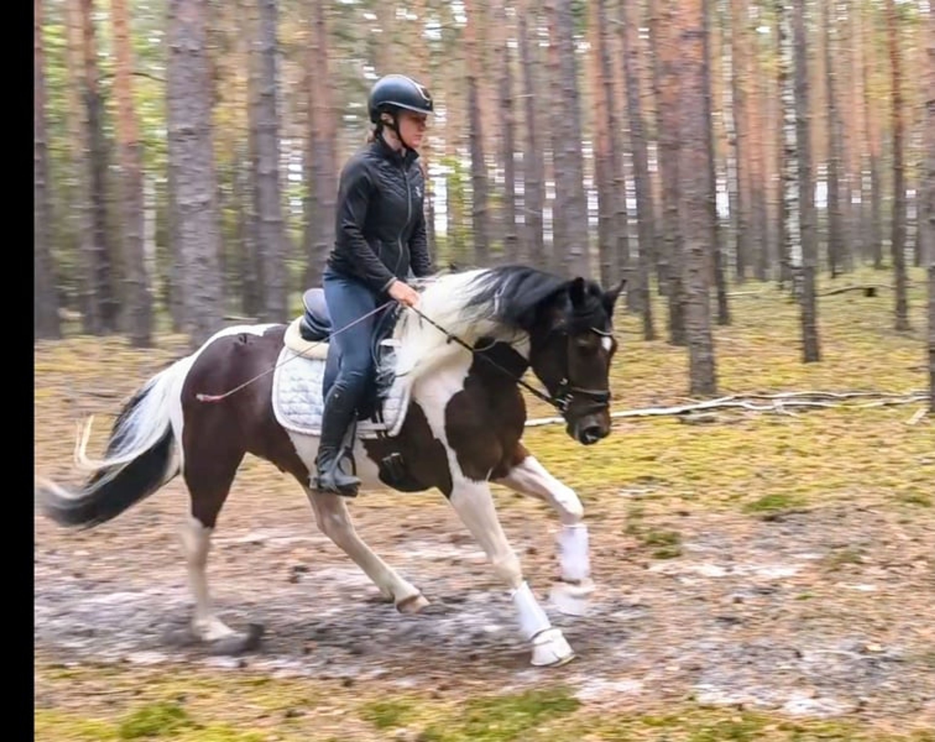 Beautiful gelding, pony-sized with an excellent temperament - Image 7