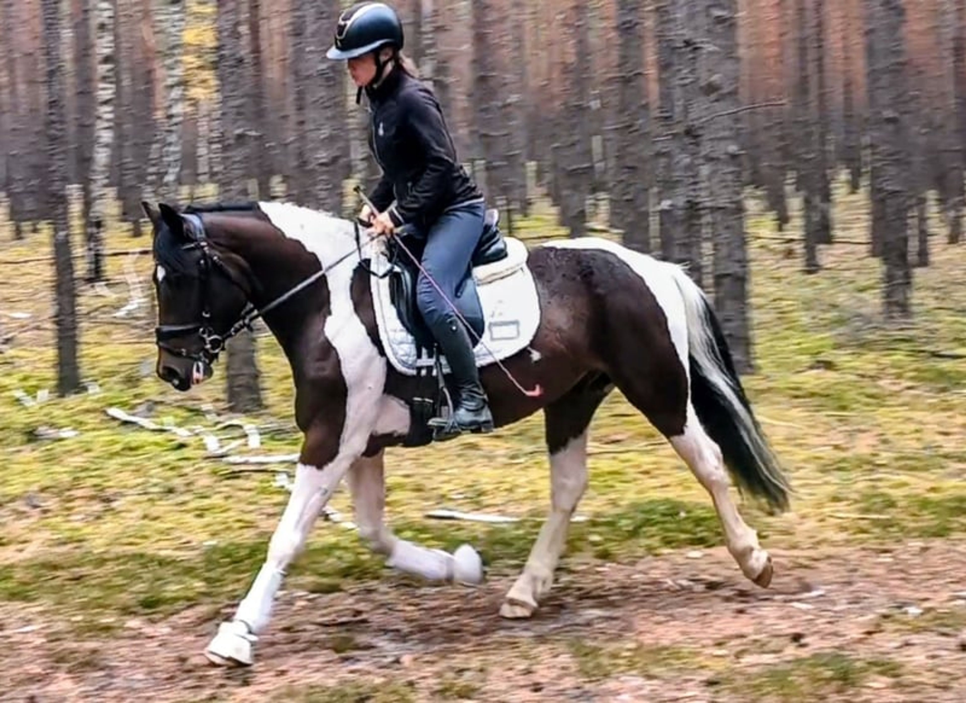 Beautiful gelding, pony-sized with an excellent temperament - Image 8