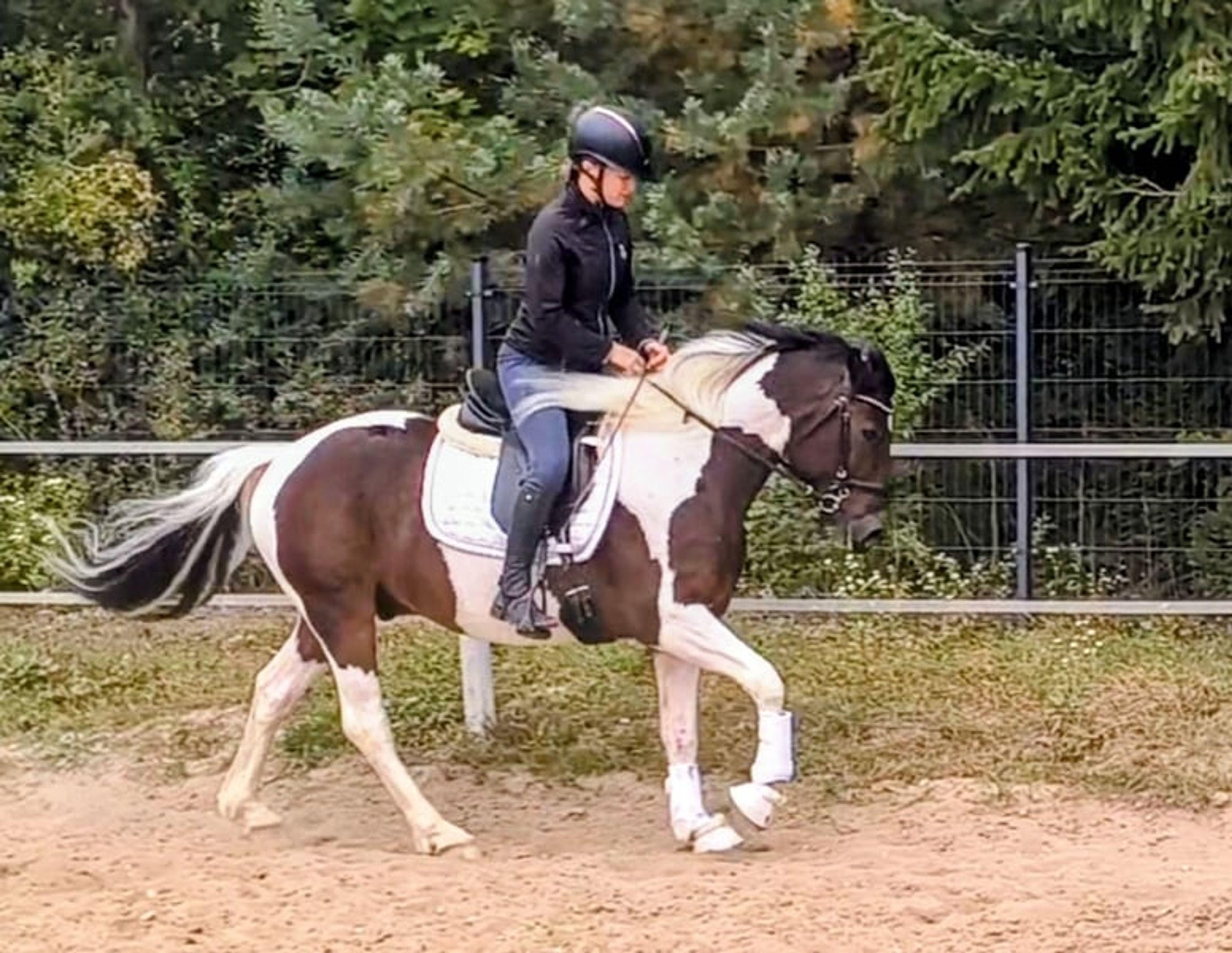 Beautiful gelding, pony-sized with an excellent temperament - Image 9