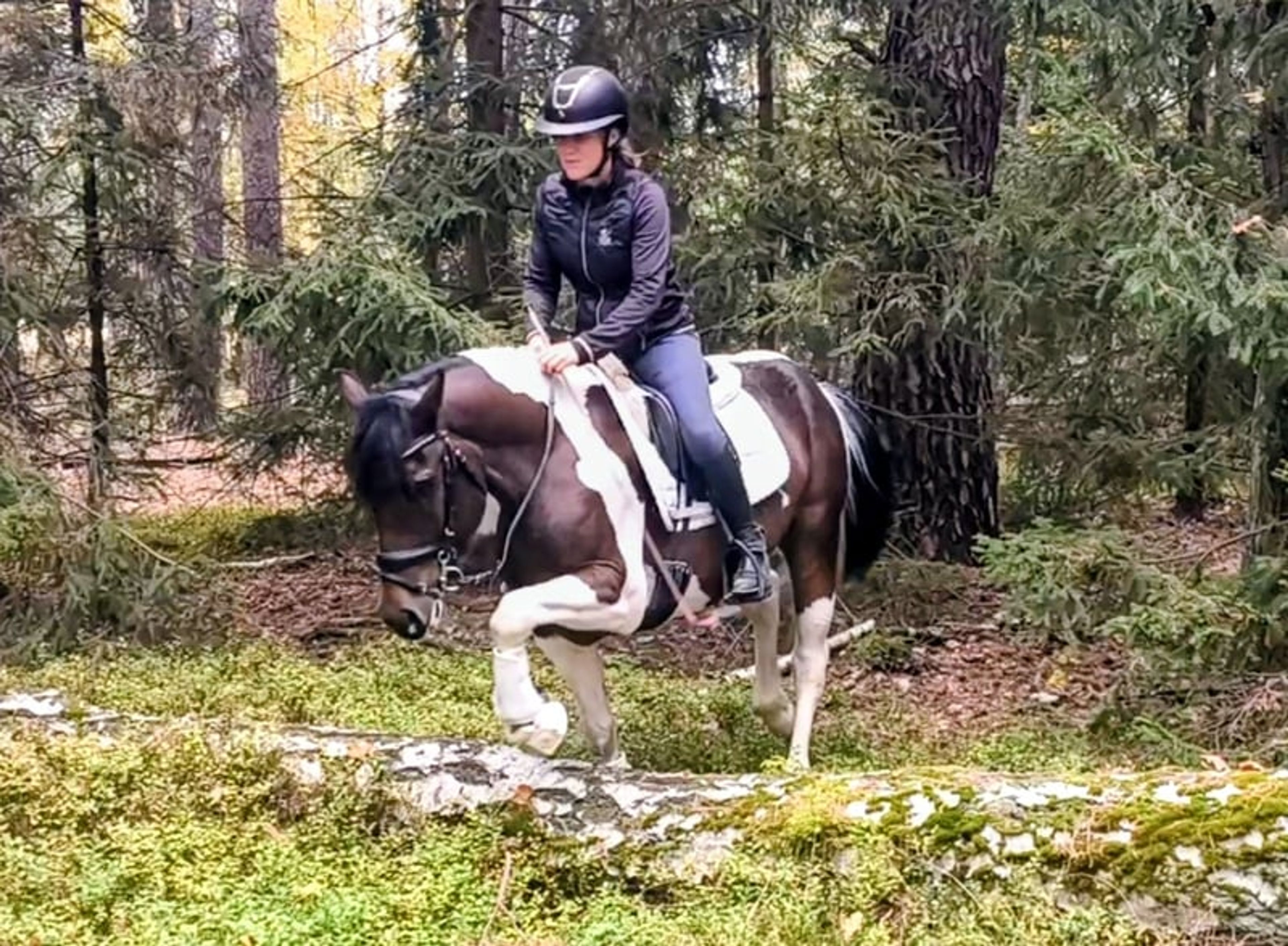 Beautiful gelding, pony-sized with an excellent temperament - Image 10