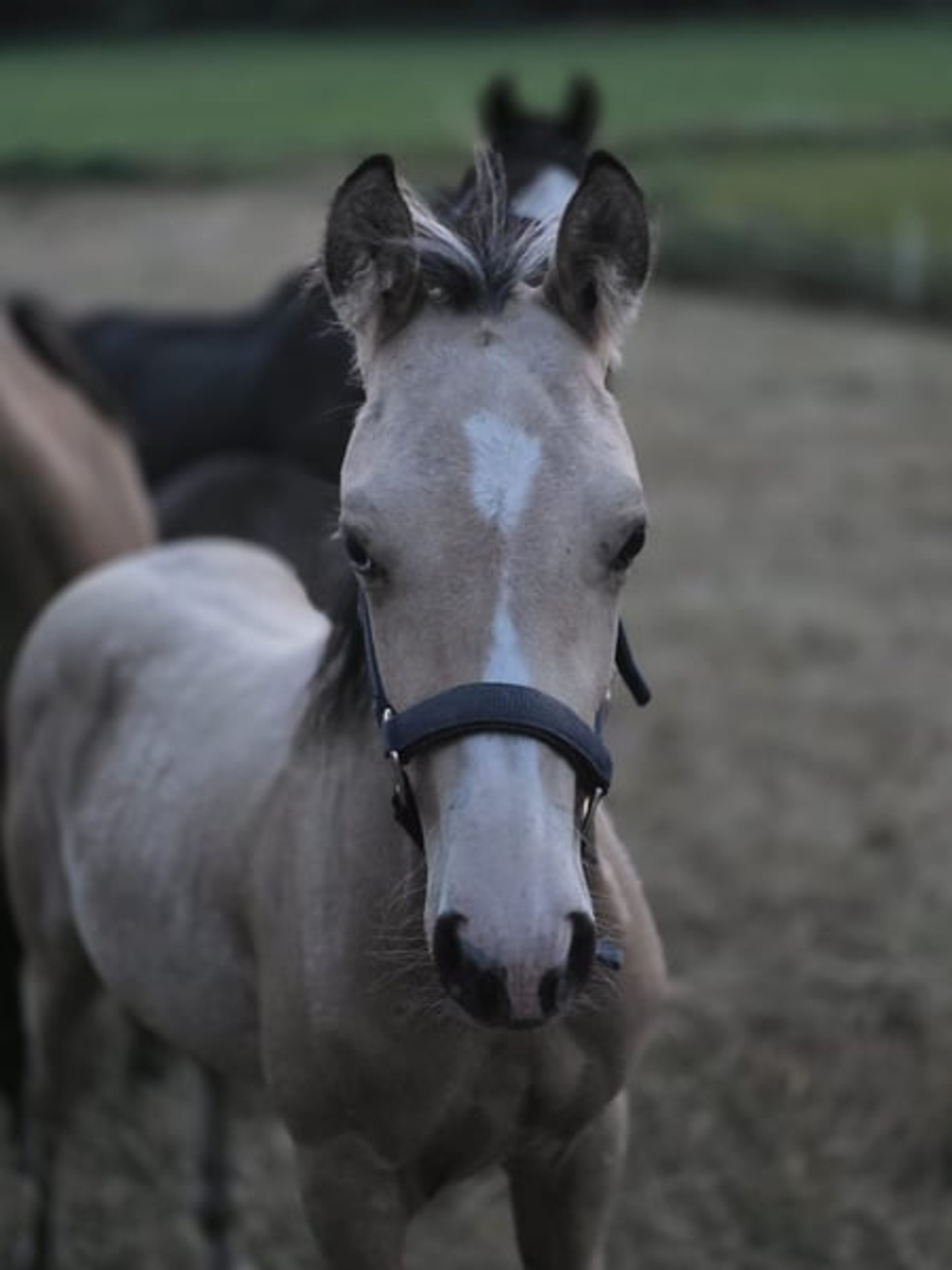 Futurity Reining Prospect of the Highest Class: Buckskin Foal - Image 3