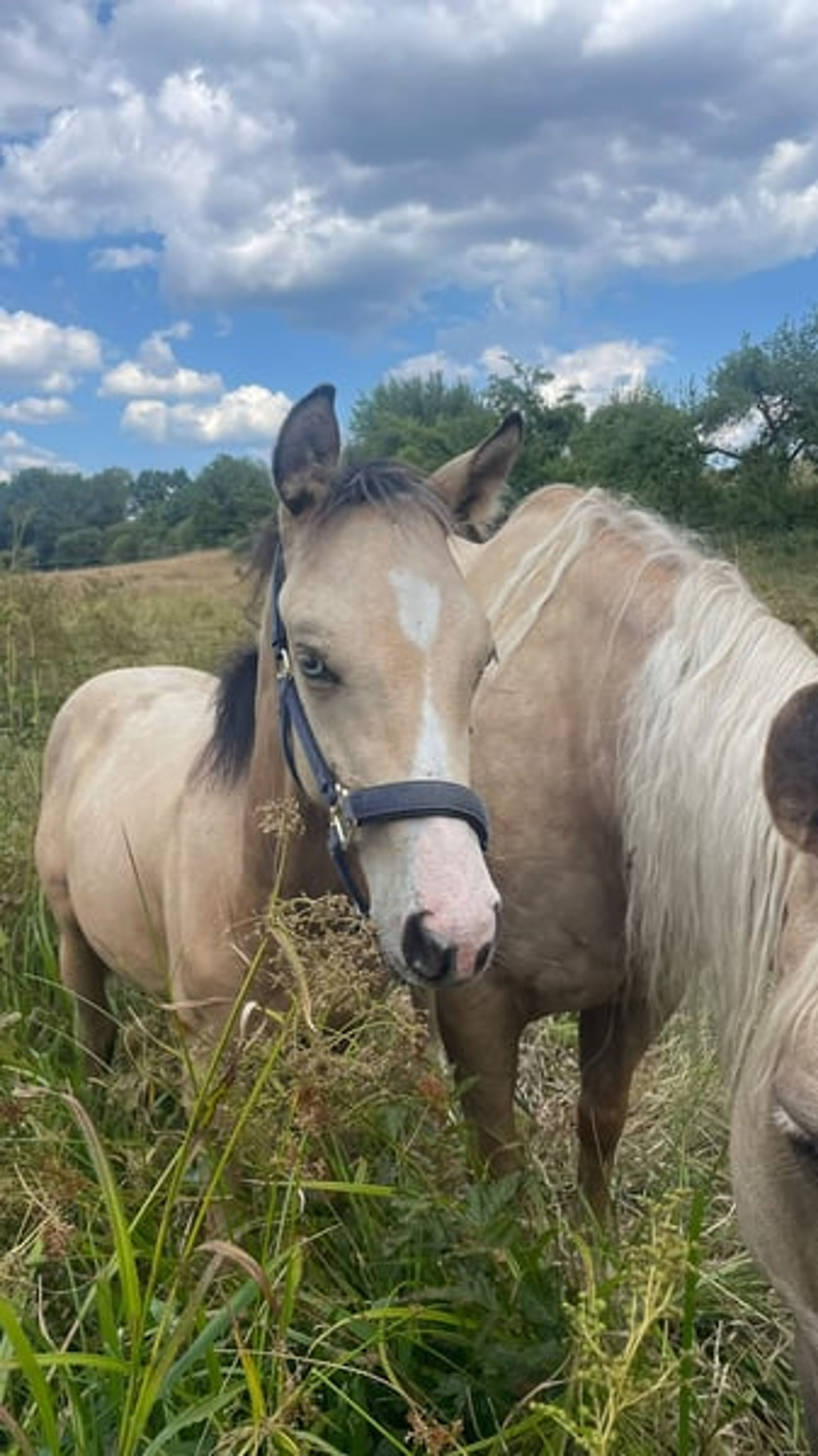 Futurity Reining Prospect of the Highest Class: Buckskin Foal - Image 4