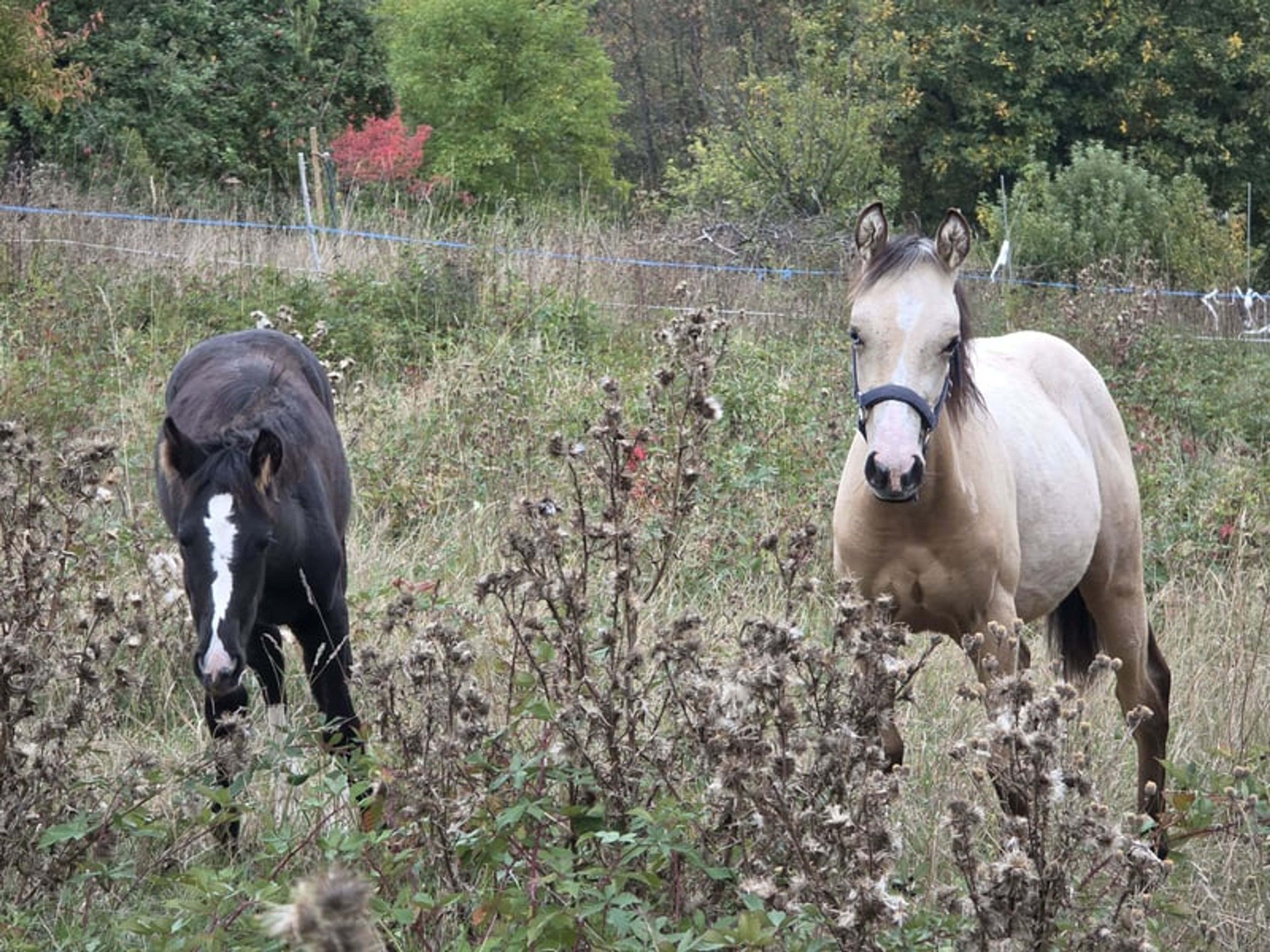 Futurity Reining Prospect of the Highest Class: Buckskin Foal - Image 6