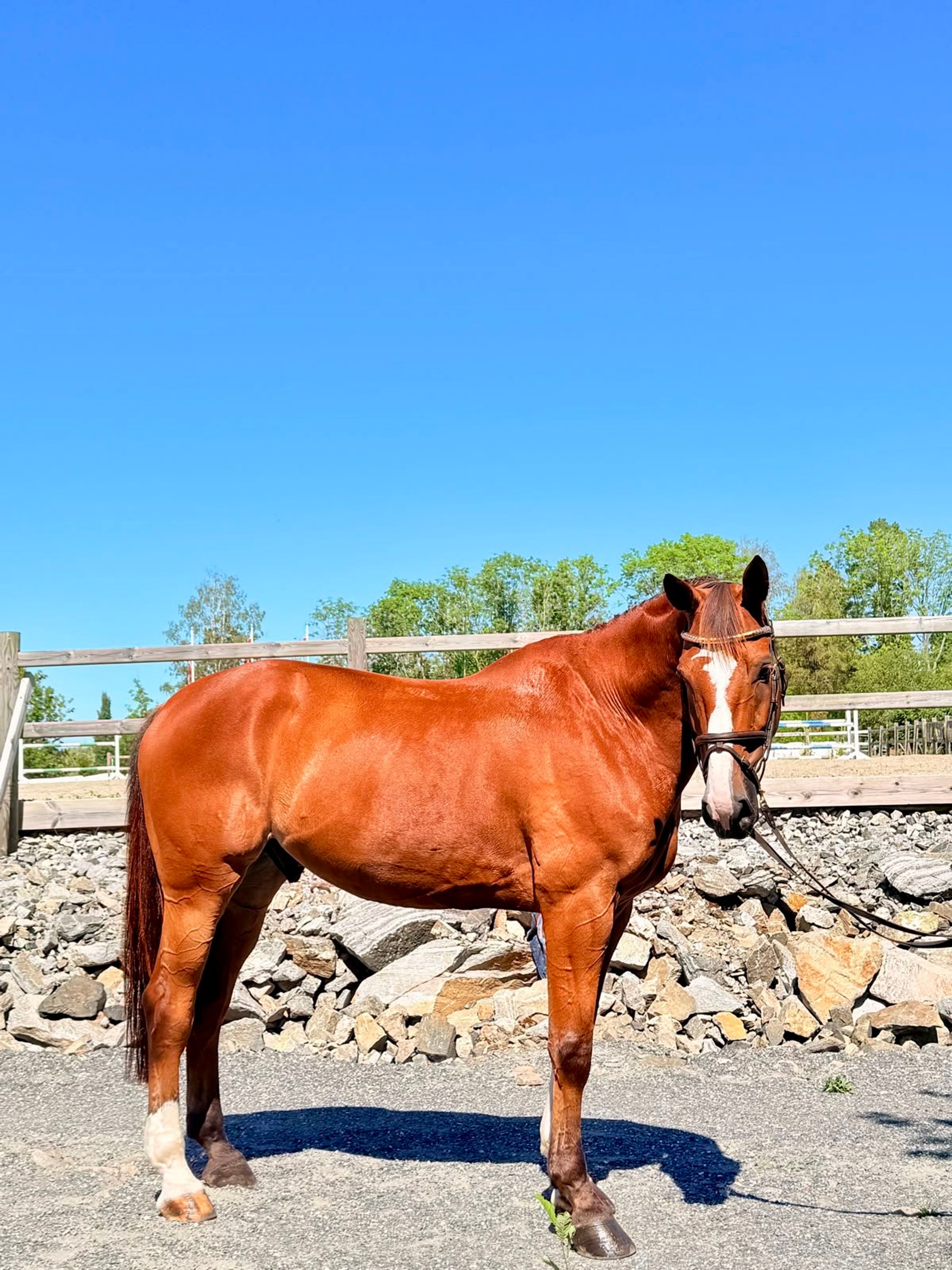 Randy LBM (AGANIX DU SEIGNEUR x KASHMIR VAN SCHUTTERSHOF)