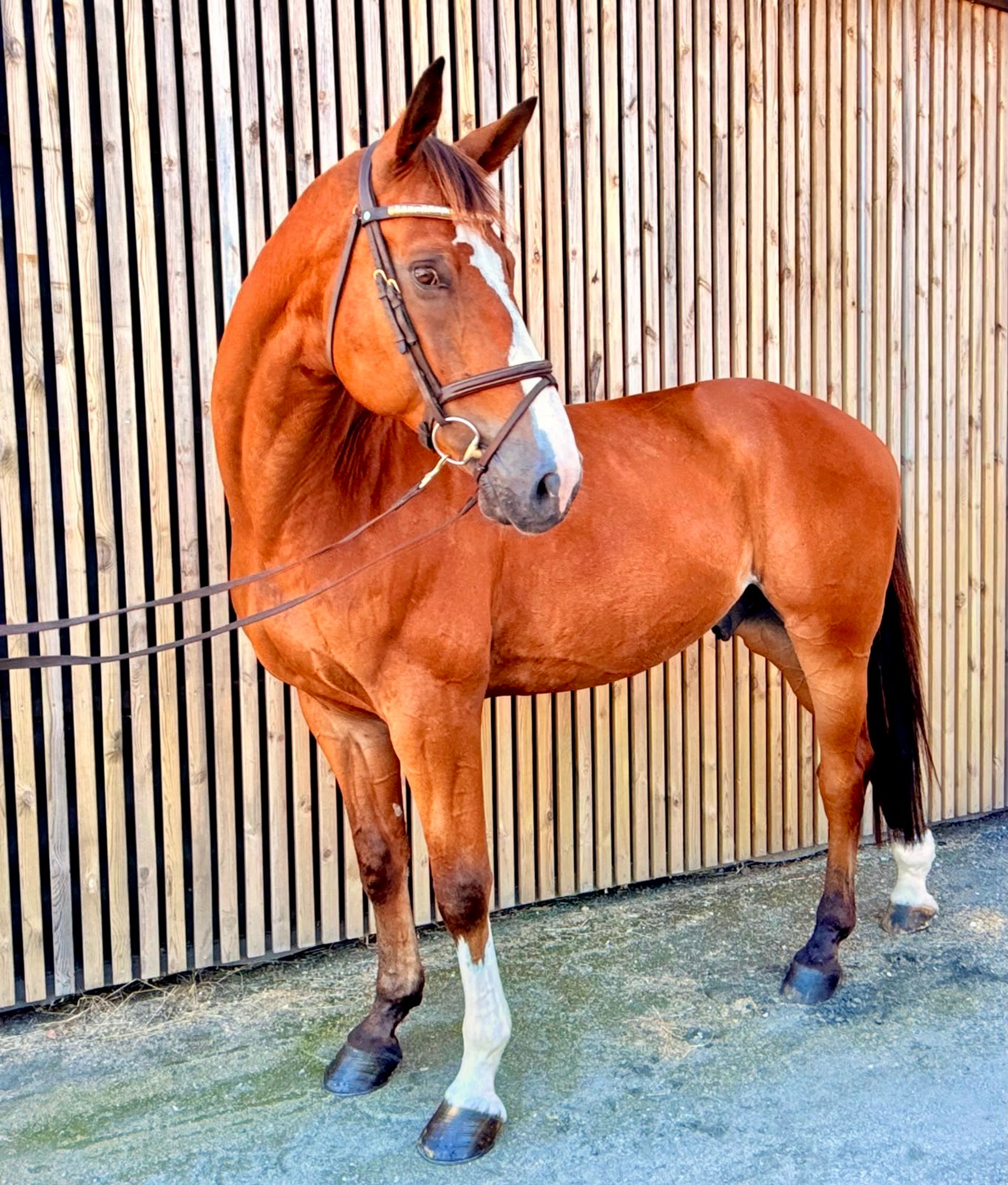 Randy LBM (AGANIX DU SEIGNEUR x KASHMIR VAN SCHUTTERSHOF) - Image 3