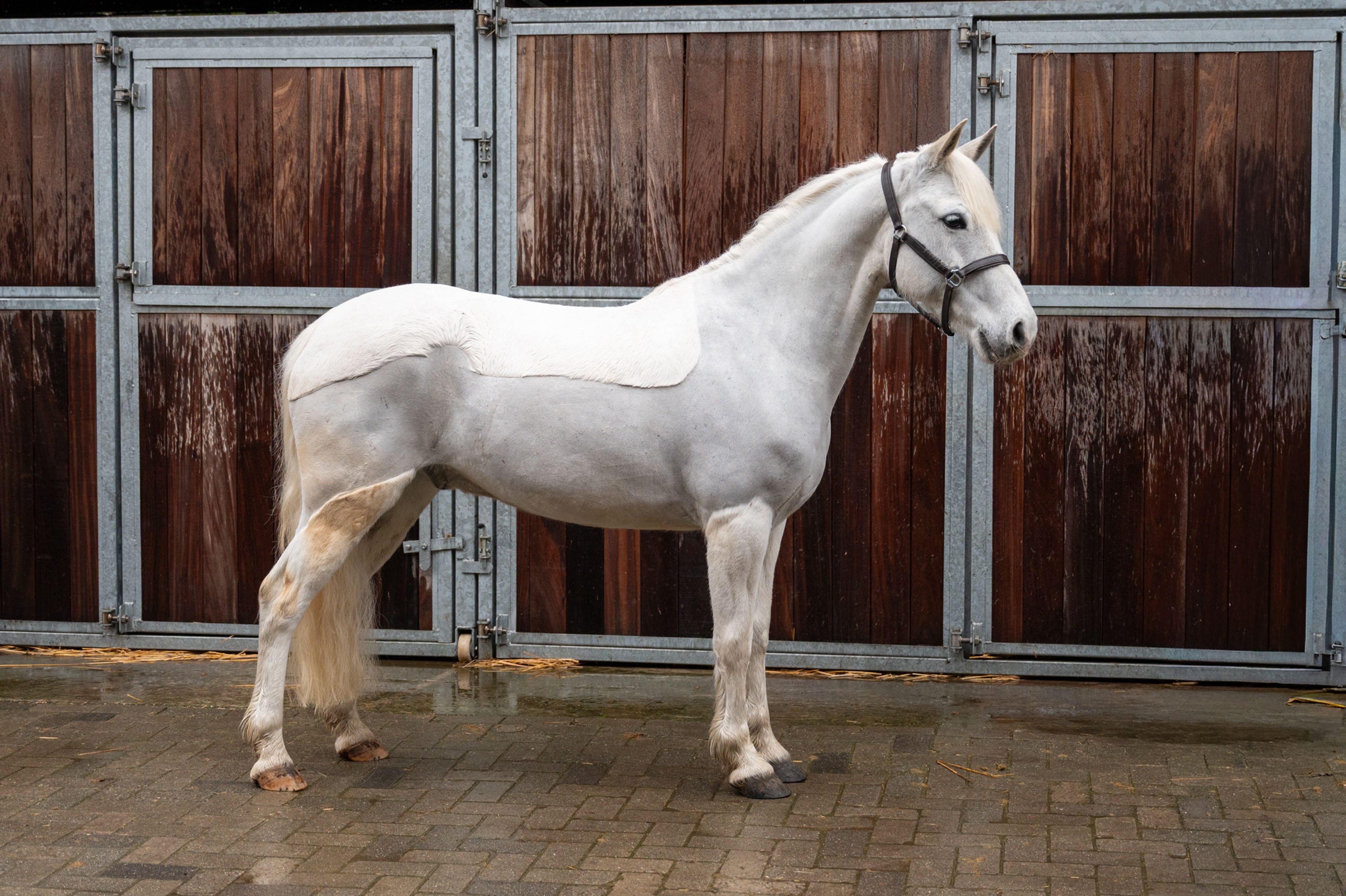 Errismore Joe (CONTEMPI CASHEL x ROBE EARL) - Image 1