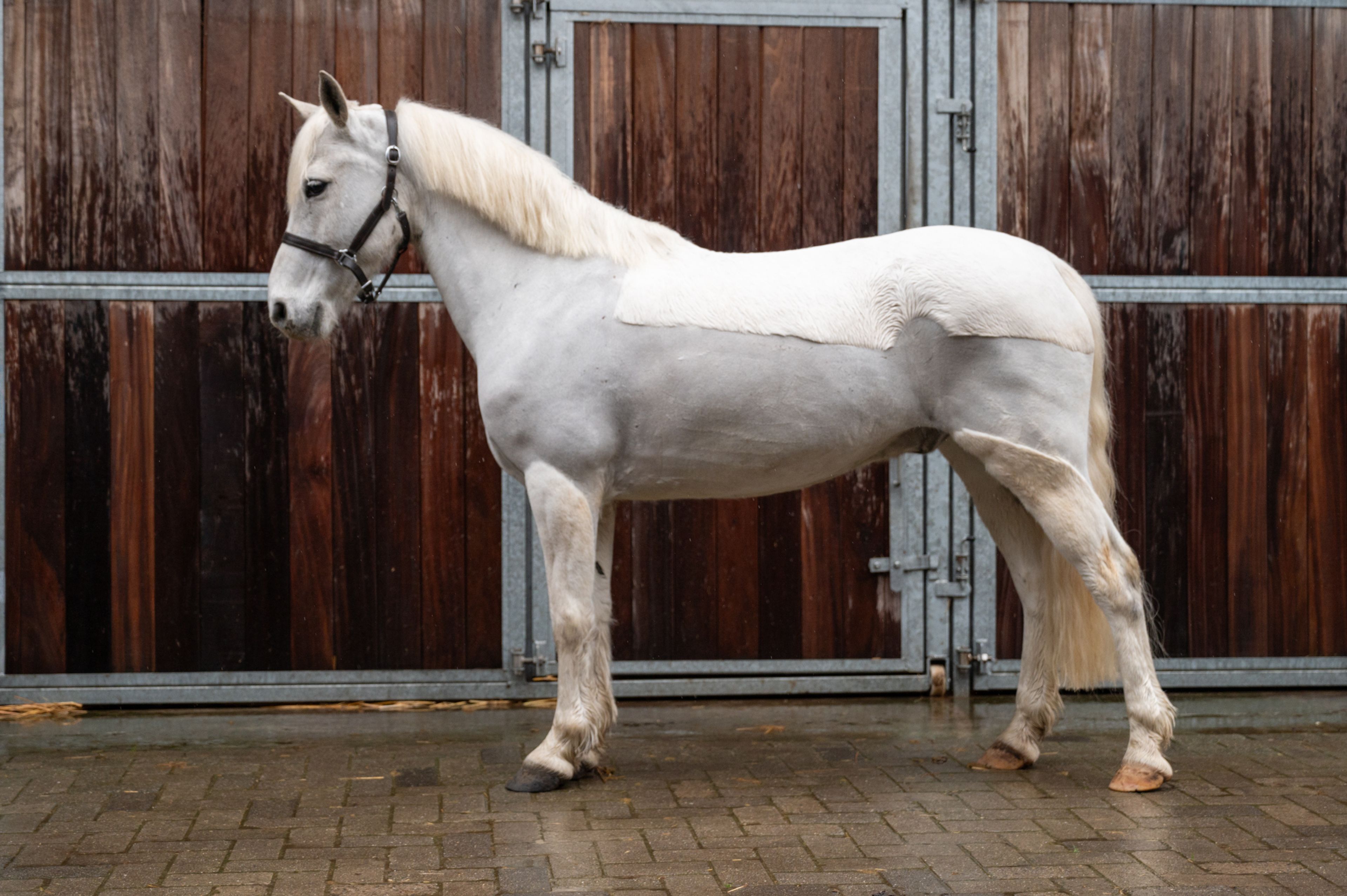 Errismore Joe (CONTEMPI CASHEL x ROBE EARL) - Image 2