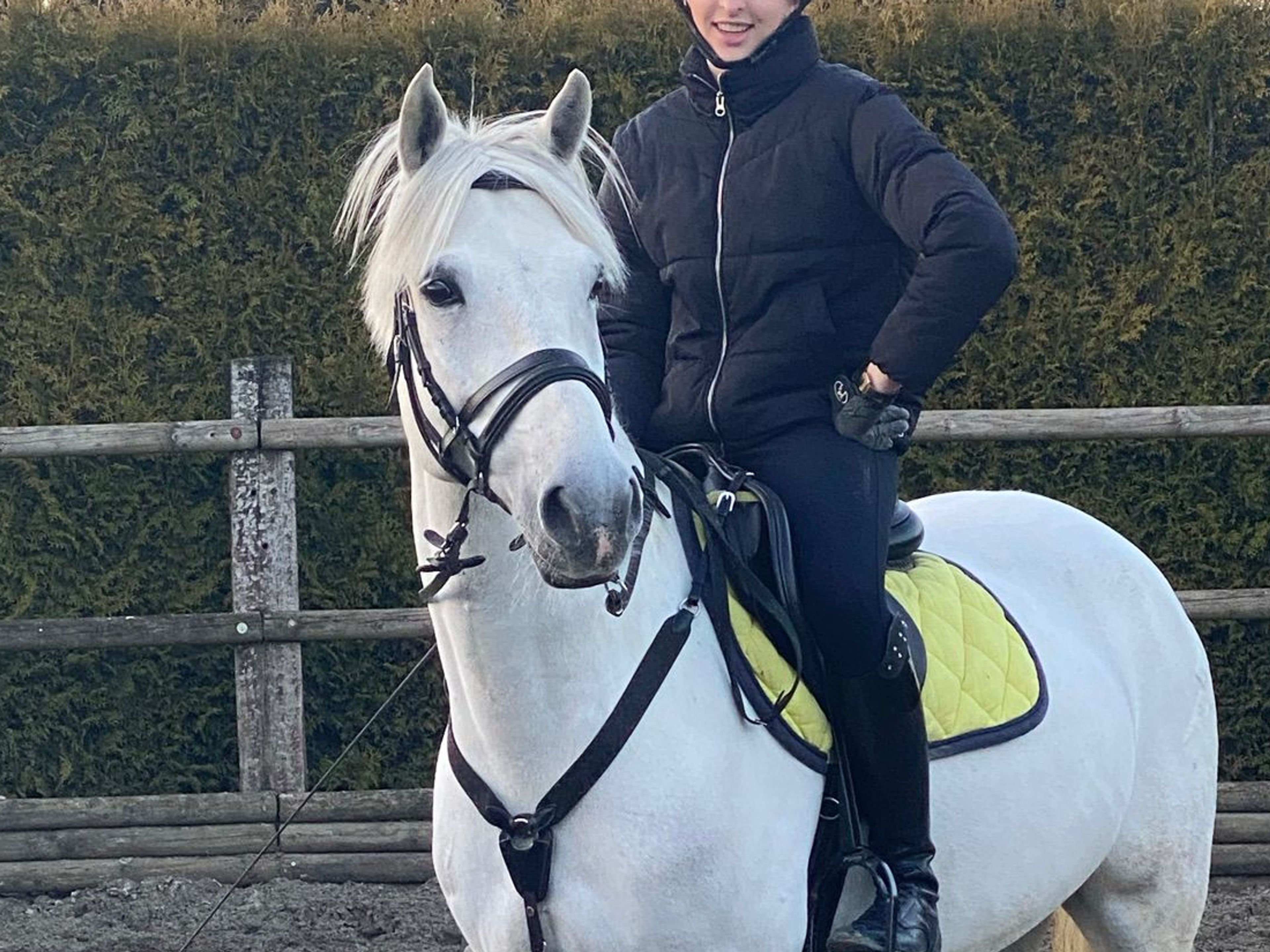 Errismore Joe (CONTEMPI CASHEL x ROBE EARL) - Image 3