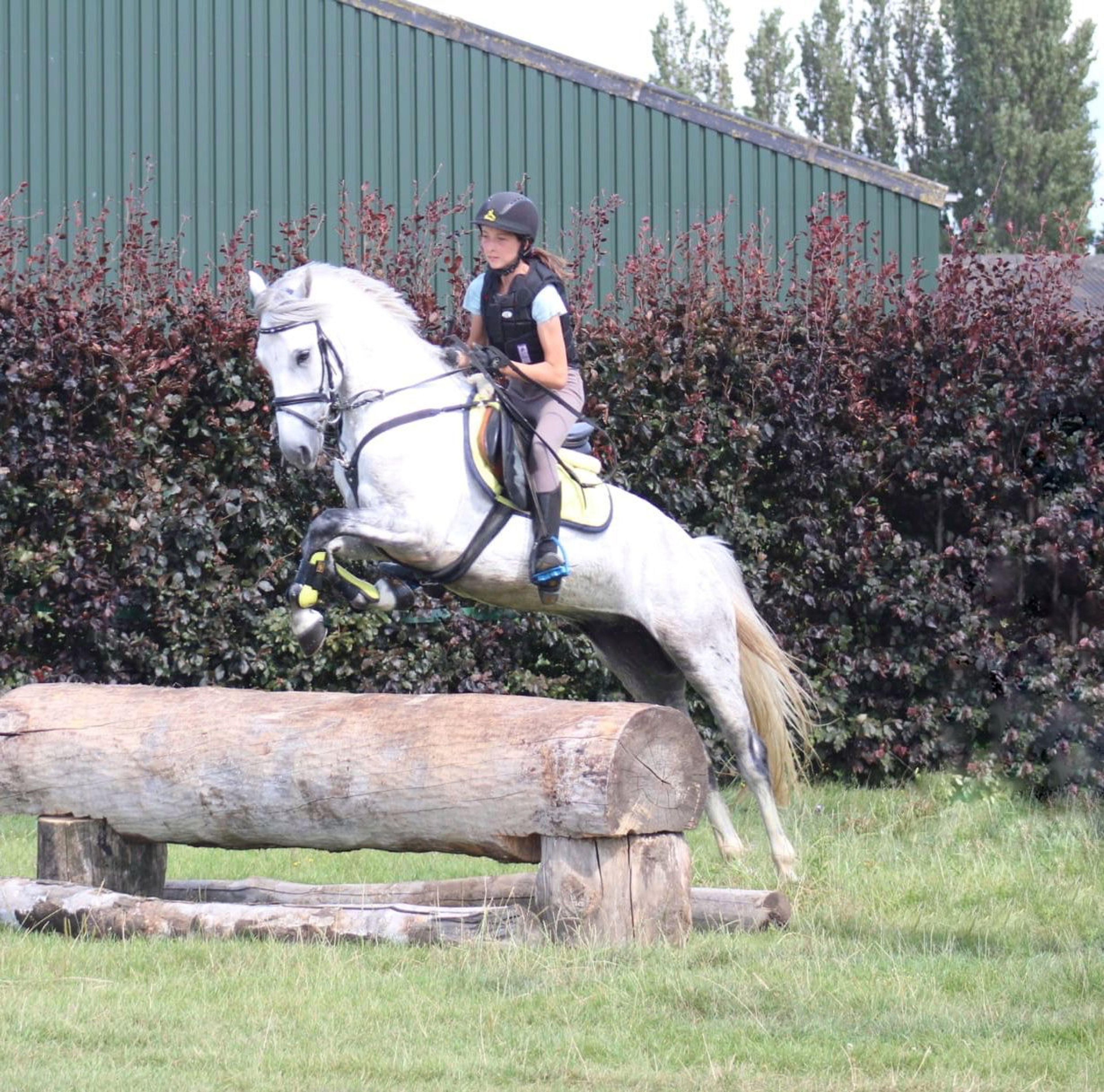 Errismore Joe (CONTEMPI CASHEL x ROBE EARL) - Image 5