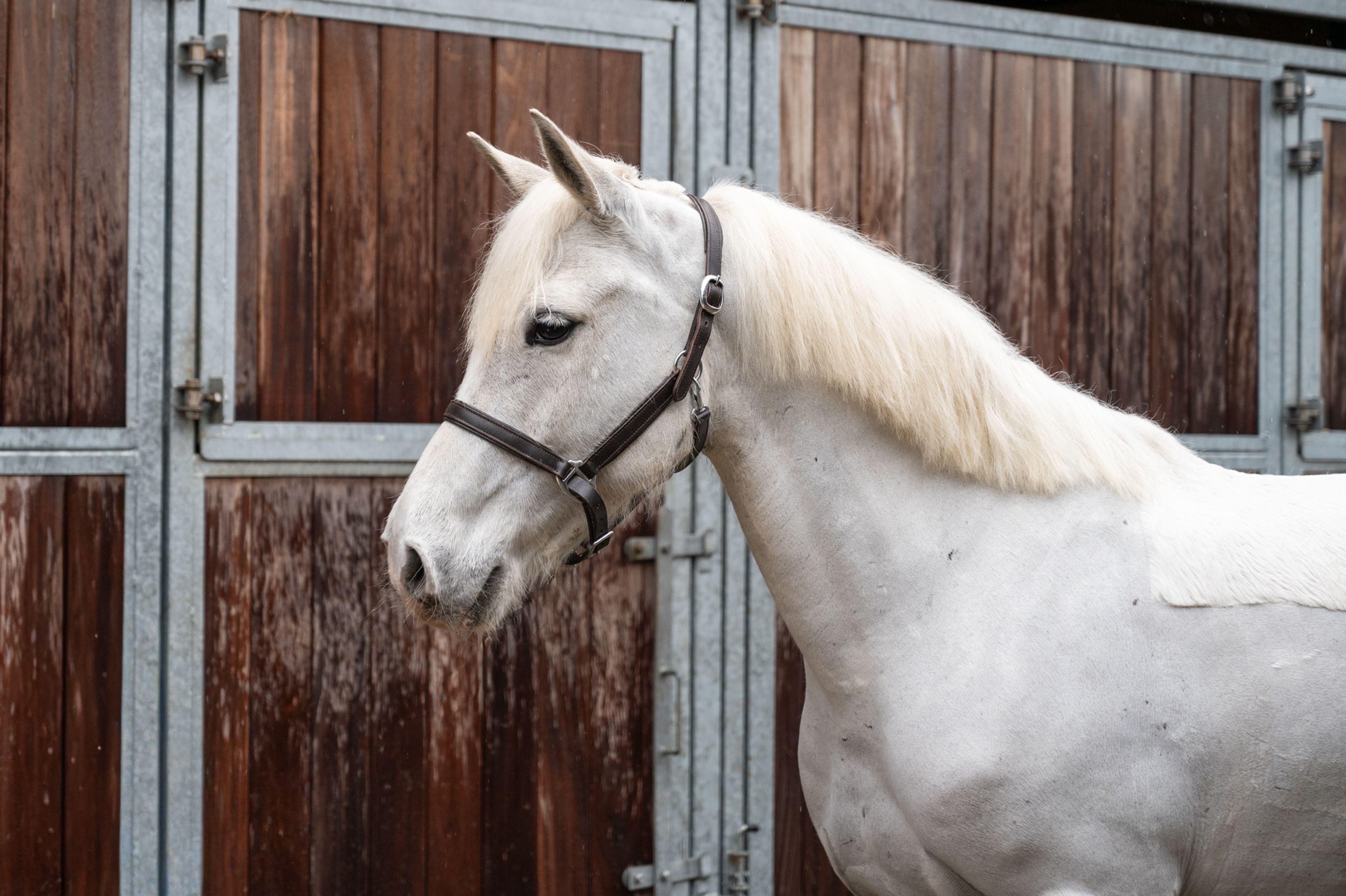 Errismore Joe (CONTEMPI CASHEL x ROBE EARL) - Image 6