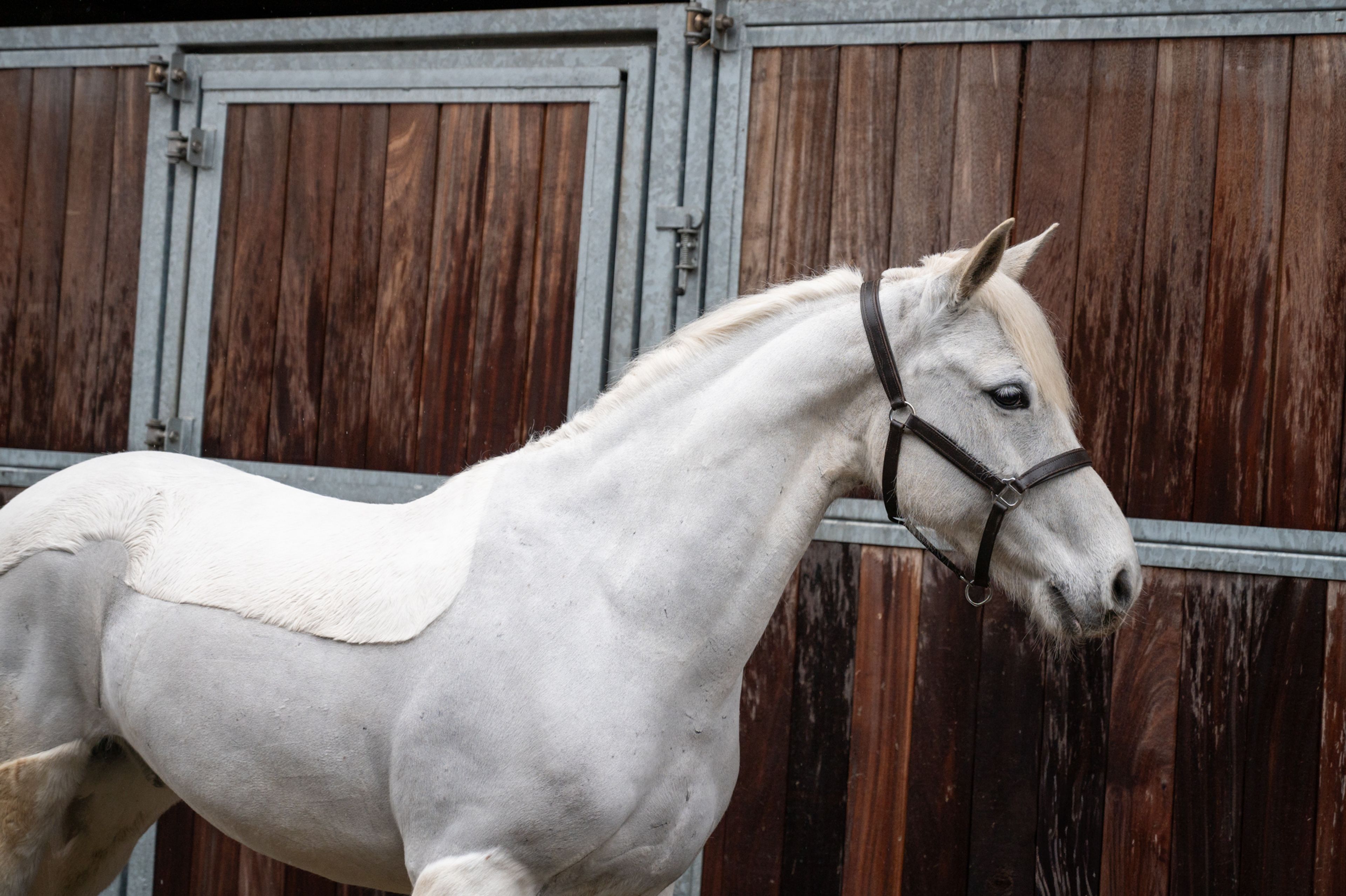 Errismore Joe (CONTEMPI CASHEL x ROBE EARL) - Image 7