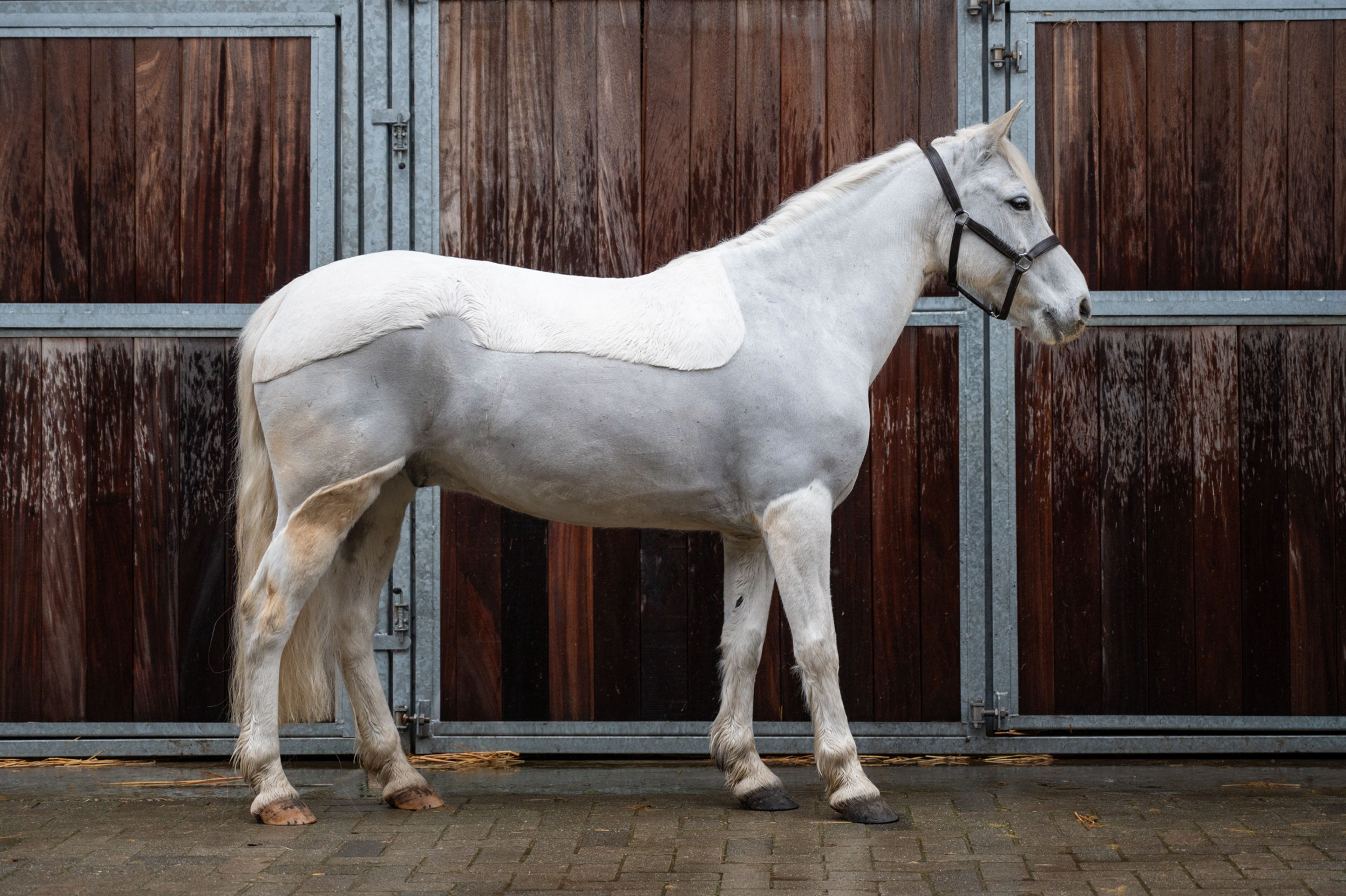 Errismore Joe (CONTEMPI CASHEL x ROBE EARL) - Image 8