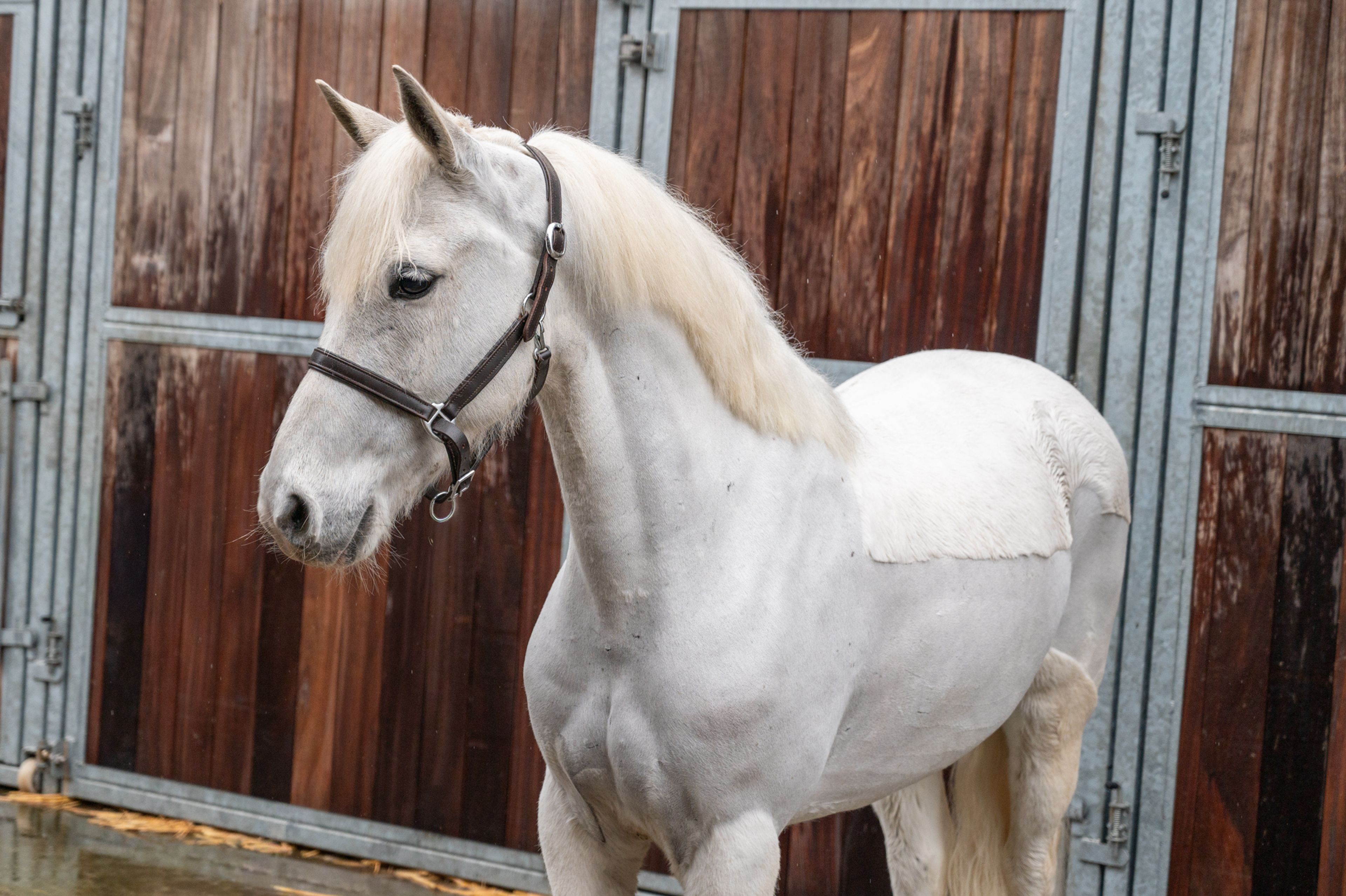 Errismore Joe (CONTEMPI CASHEL x ROBE EARL) - Image 9