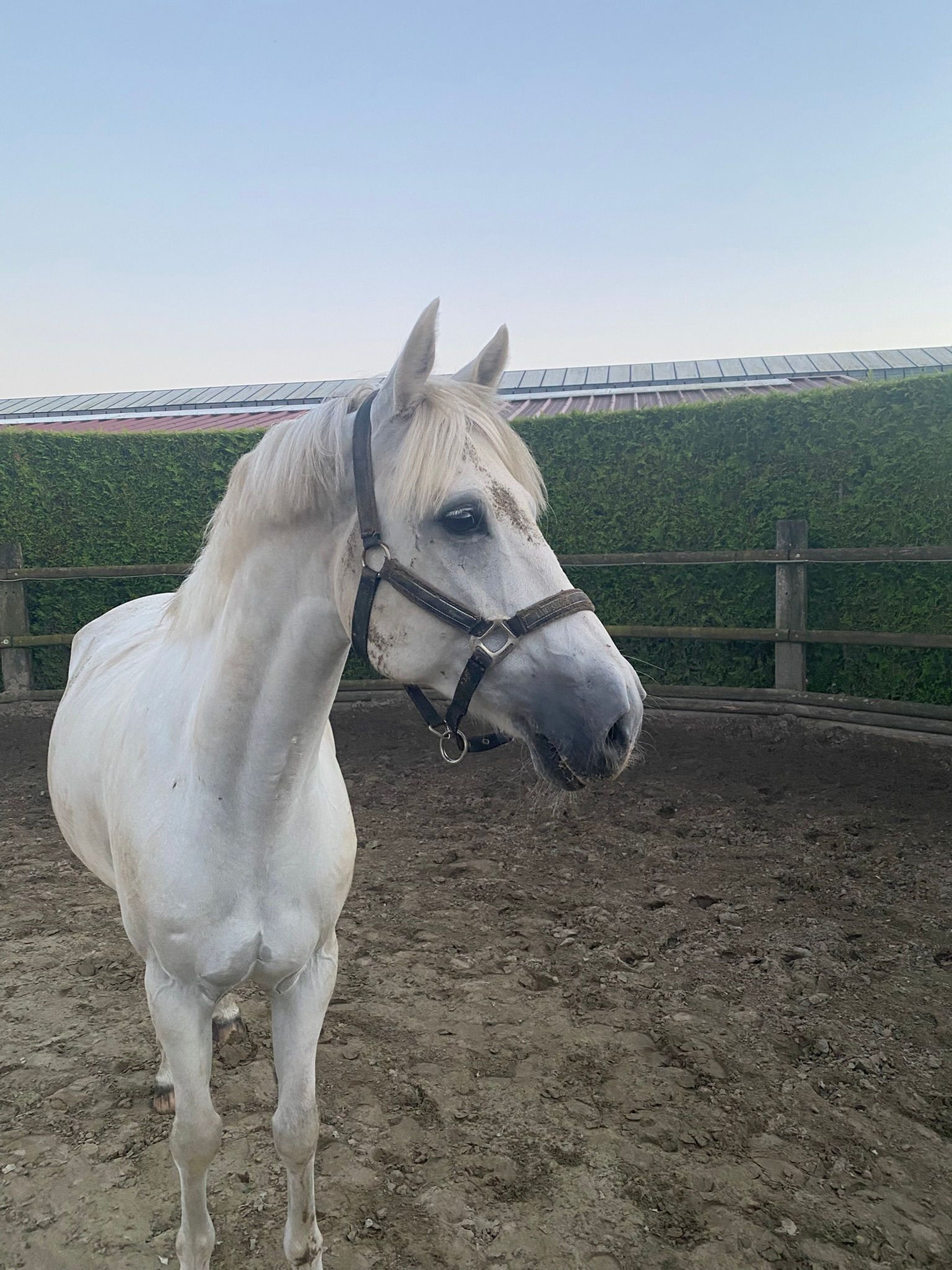 Errismore Joe (CONTEMPI CASHEL x ROBE EARL) - Image 10