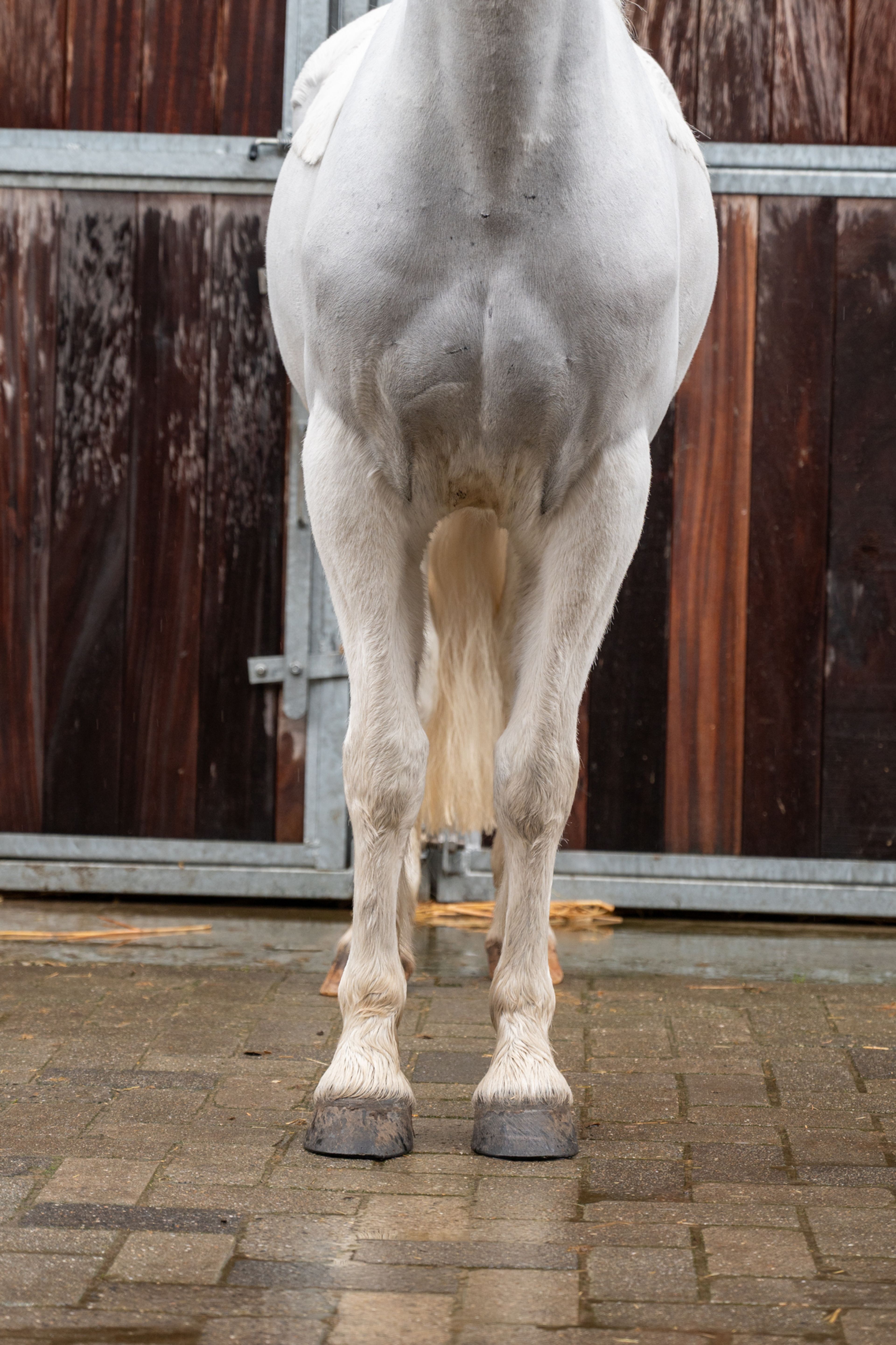 Errismore Joe (CONTEMPI CASHEL x ROBE EARL) - Image 11