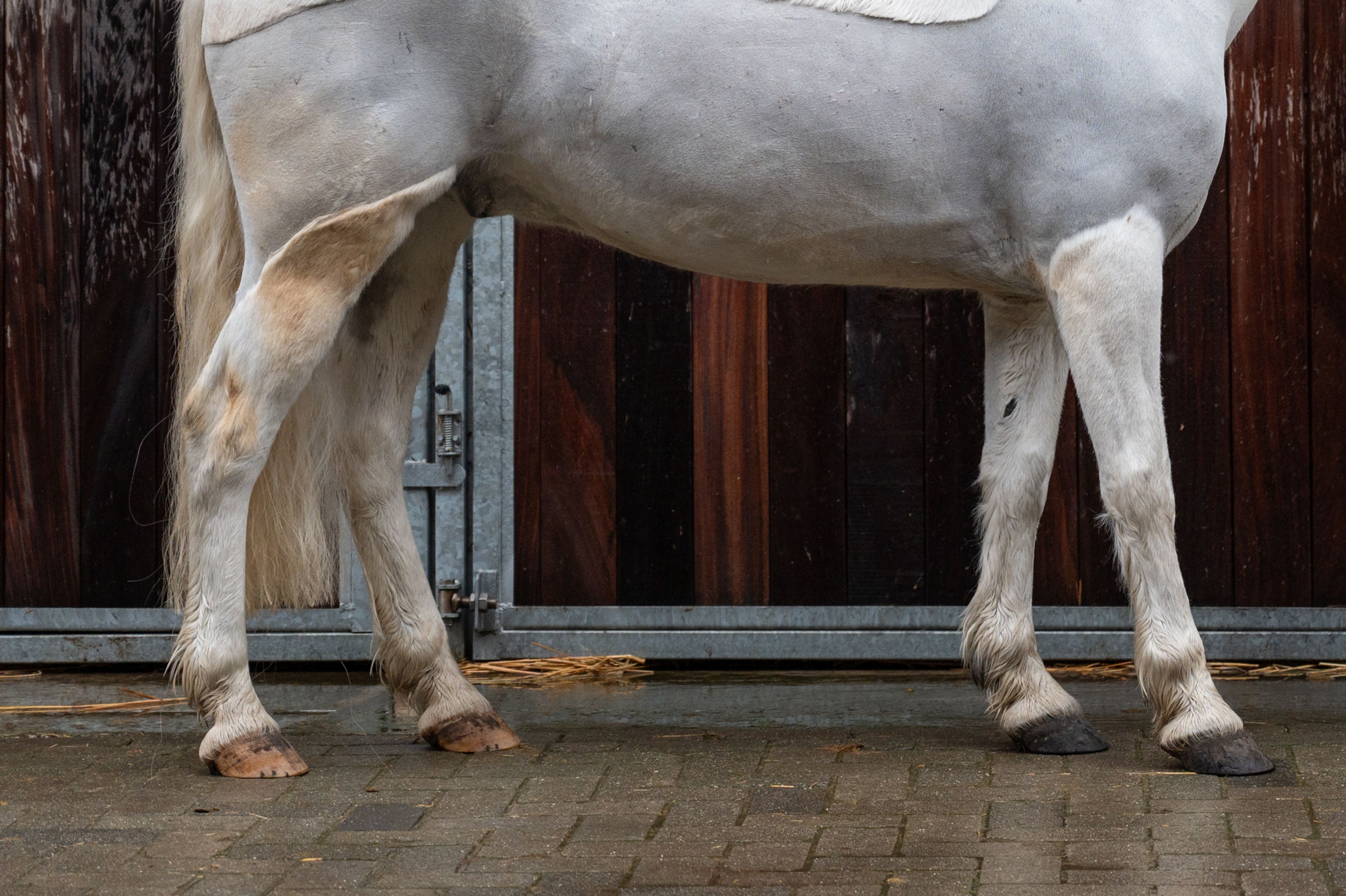 Errismore Joe (CONTEMPI CASHEL x ROBE EARL) - Image 12