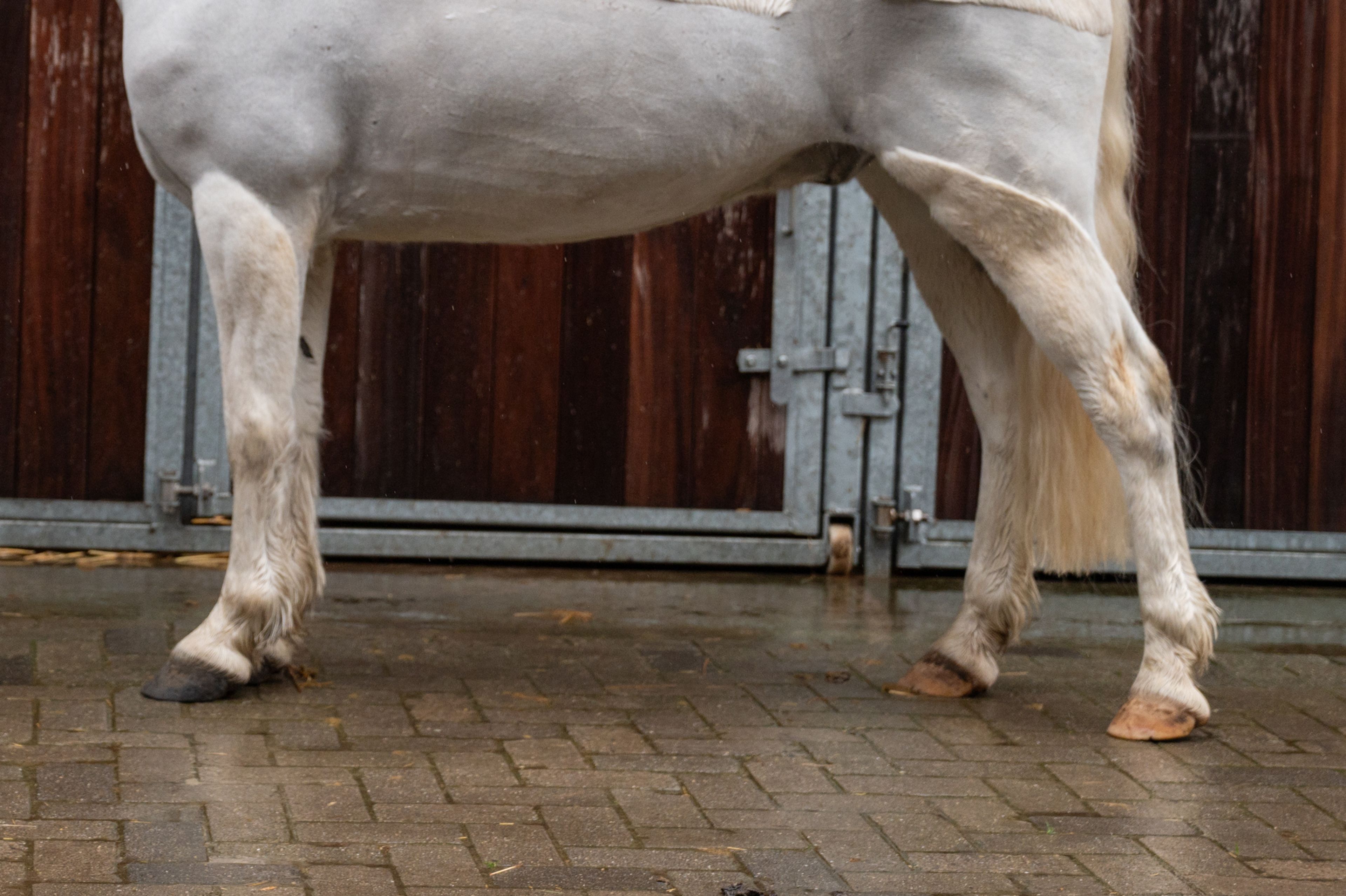 Errismore Joe (CONTEMPI CASHEL x ROBE EARL) - Image 13