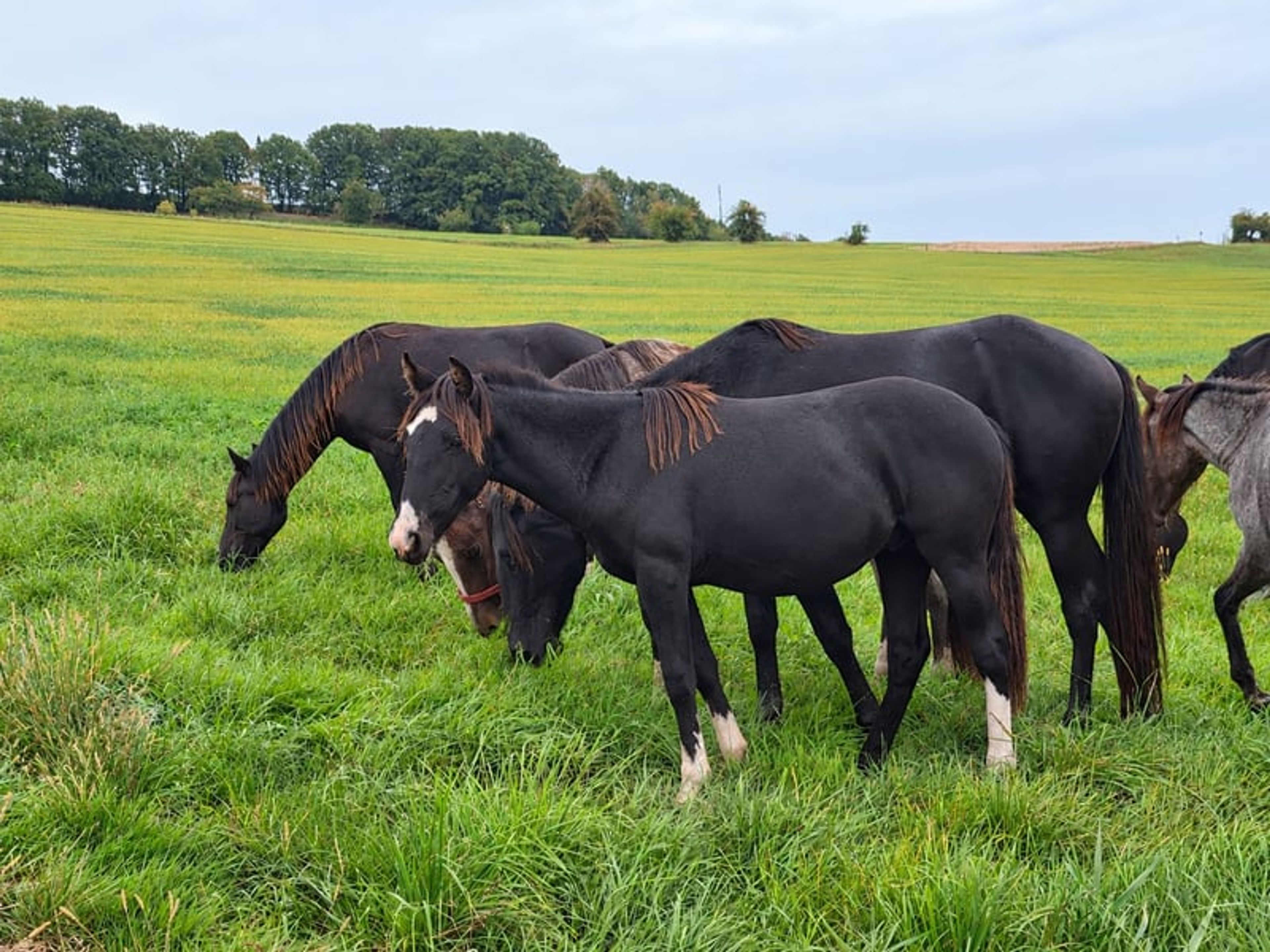 Criollo roan with an extraordinary rainbow-colored blaze